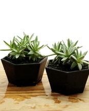 鉢植え グノマ Dudleya gnoma