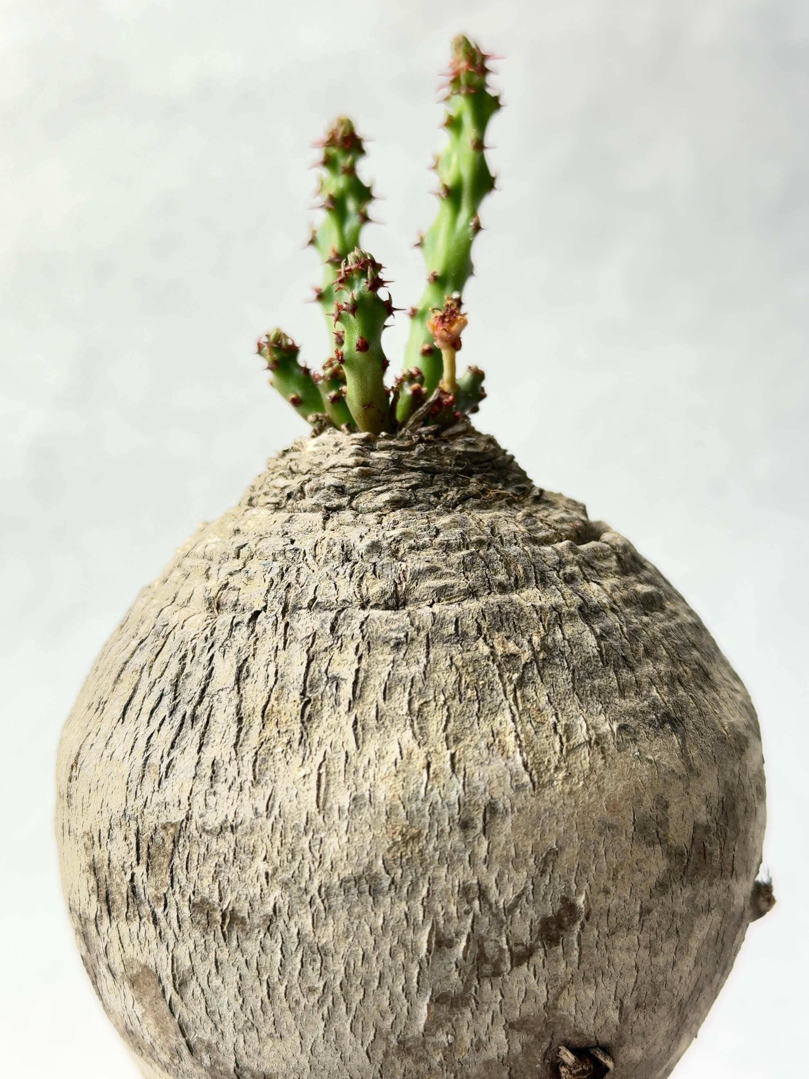 ユーフォルビア・デシデュア