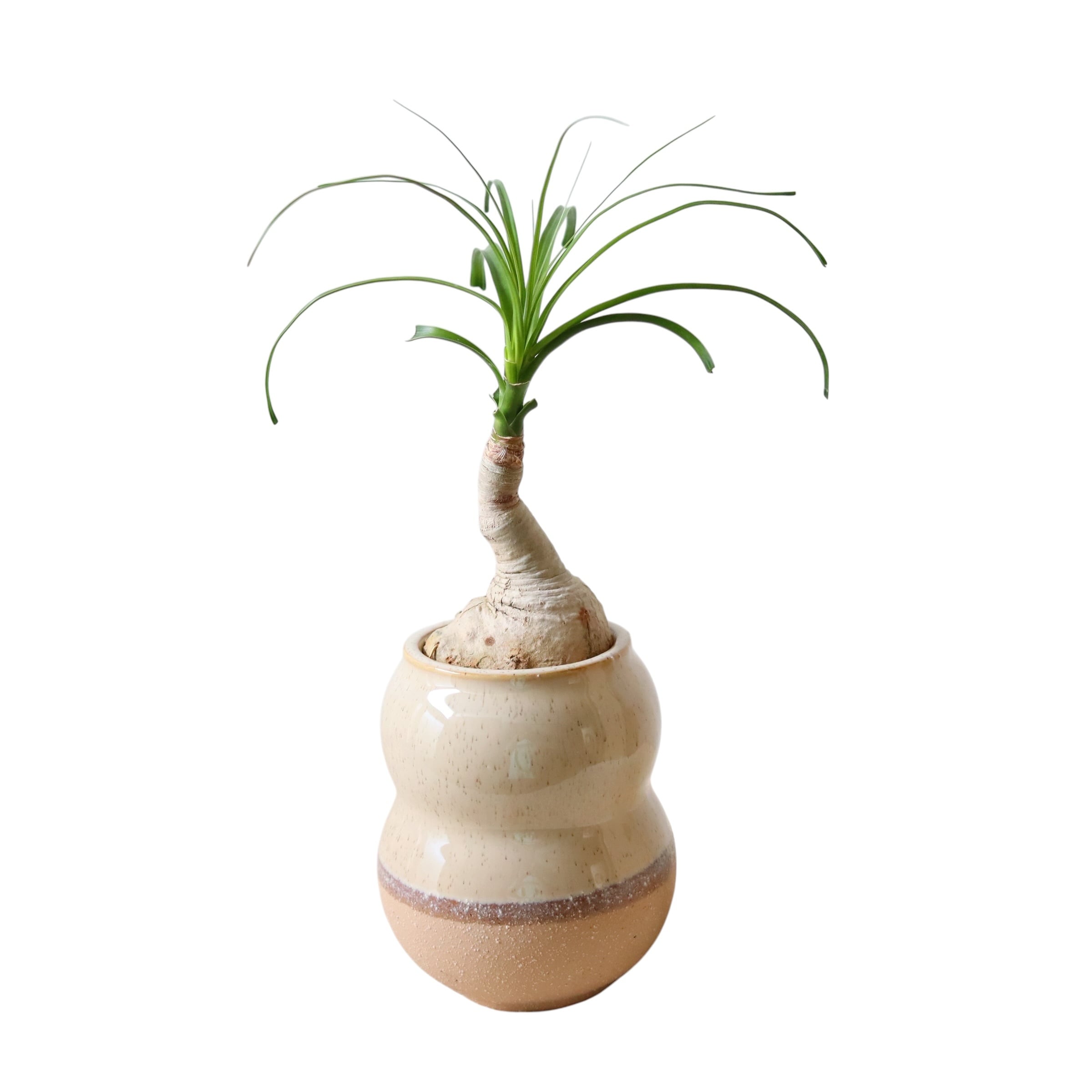 トックリラン(35cm)