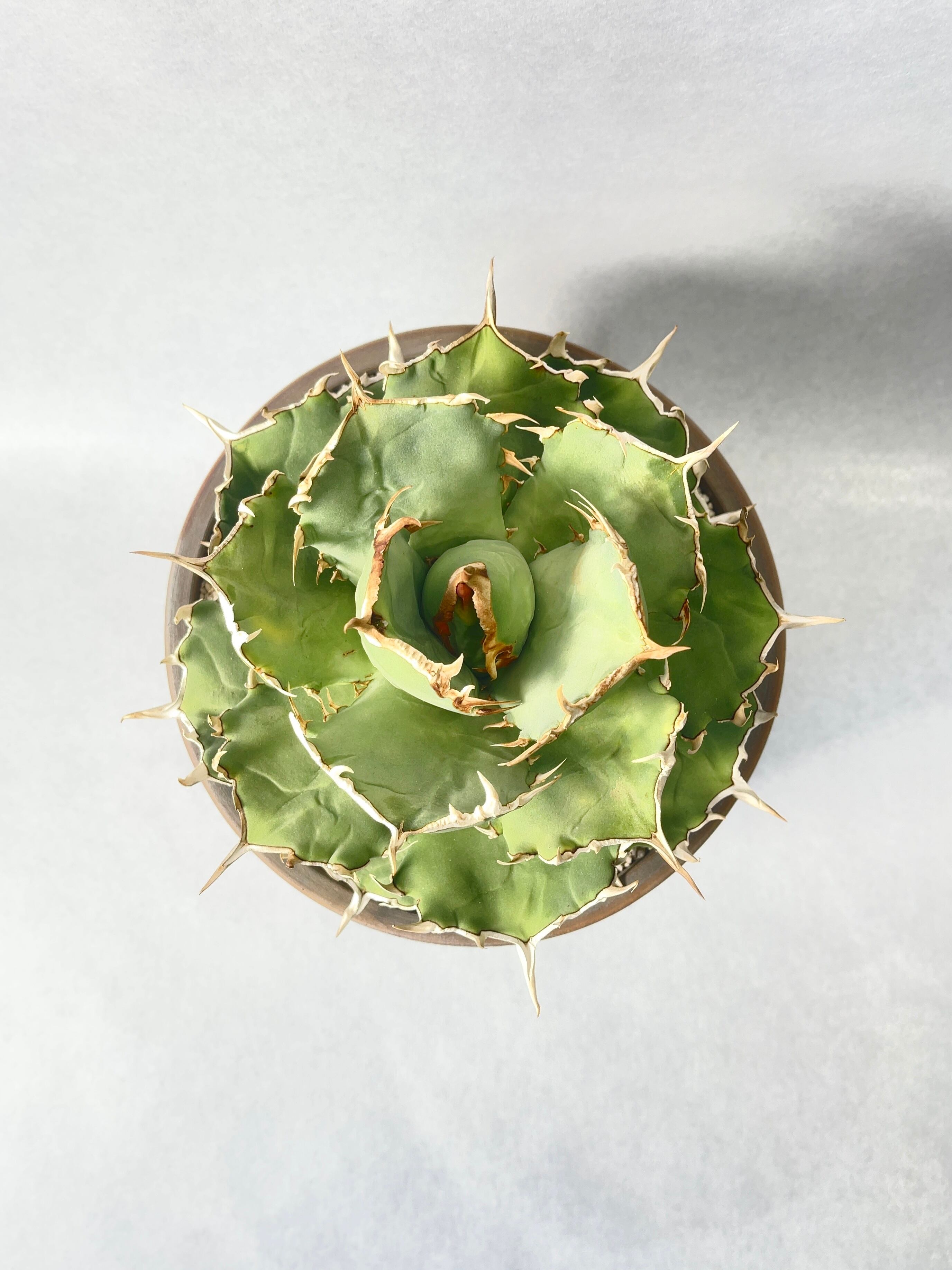 アガベ・チタノタ ワイドリーフ | trigger