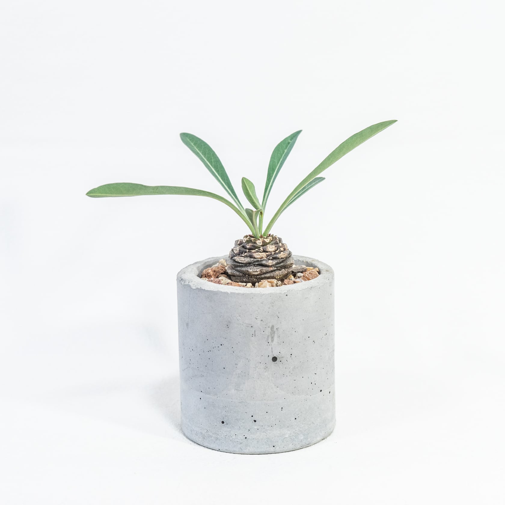 鉄甲丸 独特な環状模様と放射状の葉が美しい 手作りモルタル鉢の一点物