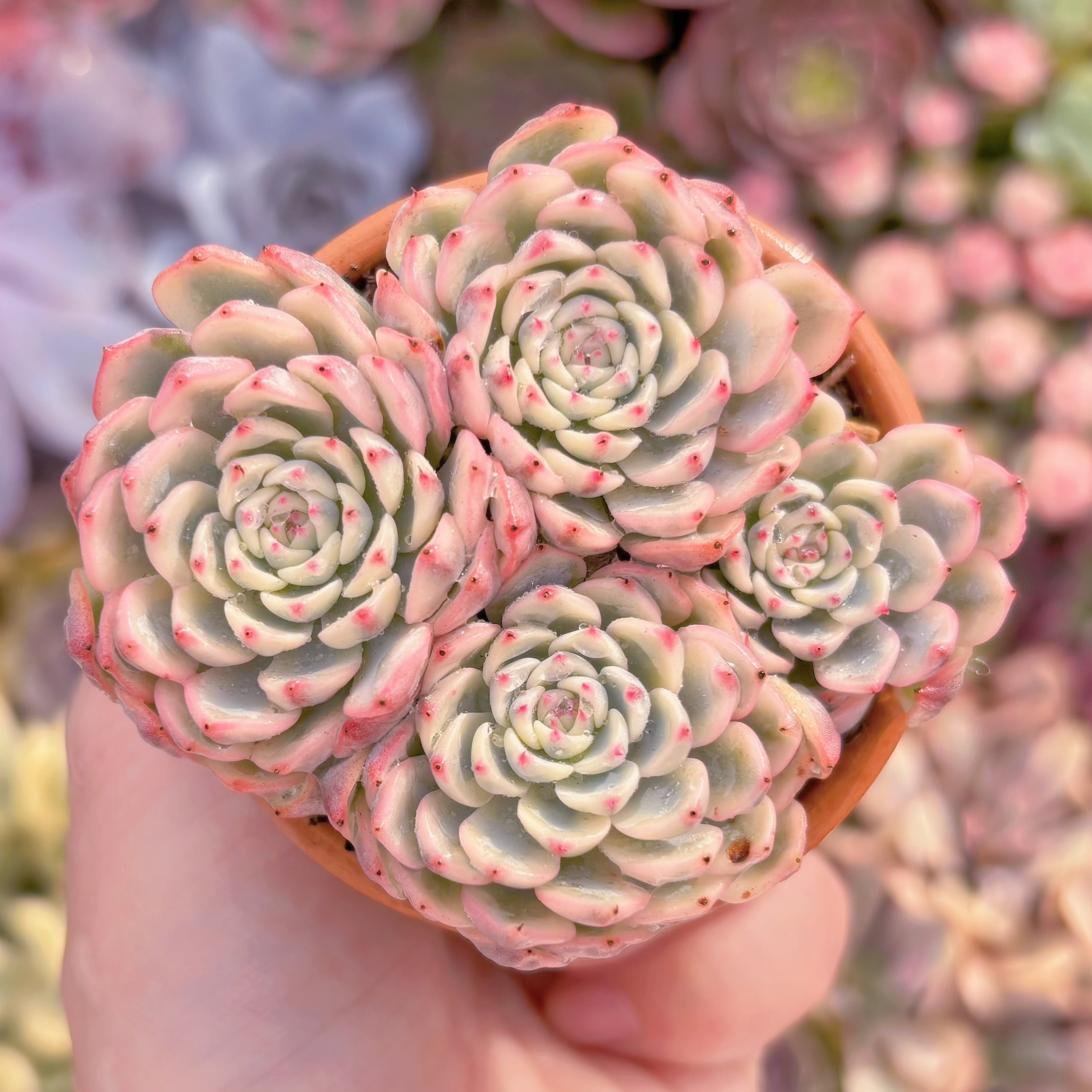 現品　ホワイトミニマ錦#A065　群生　るる農園