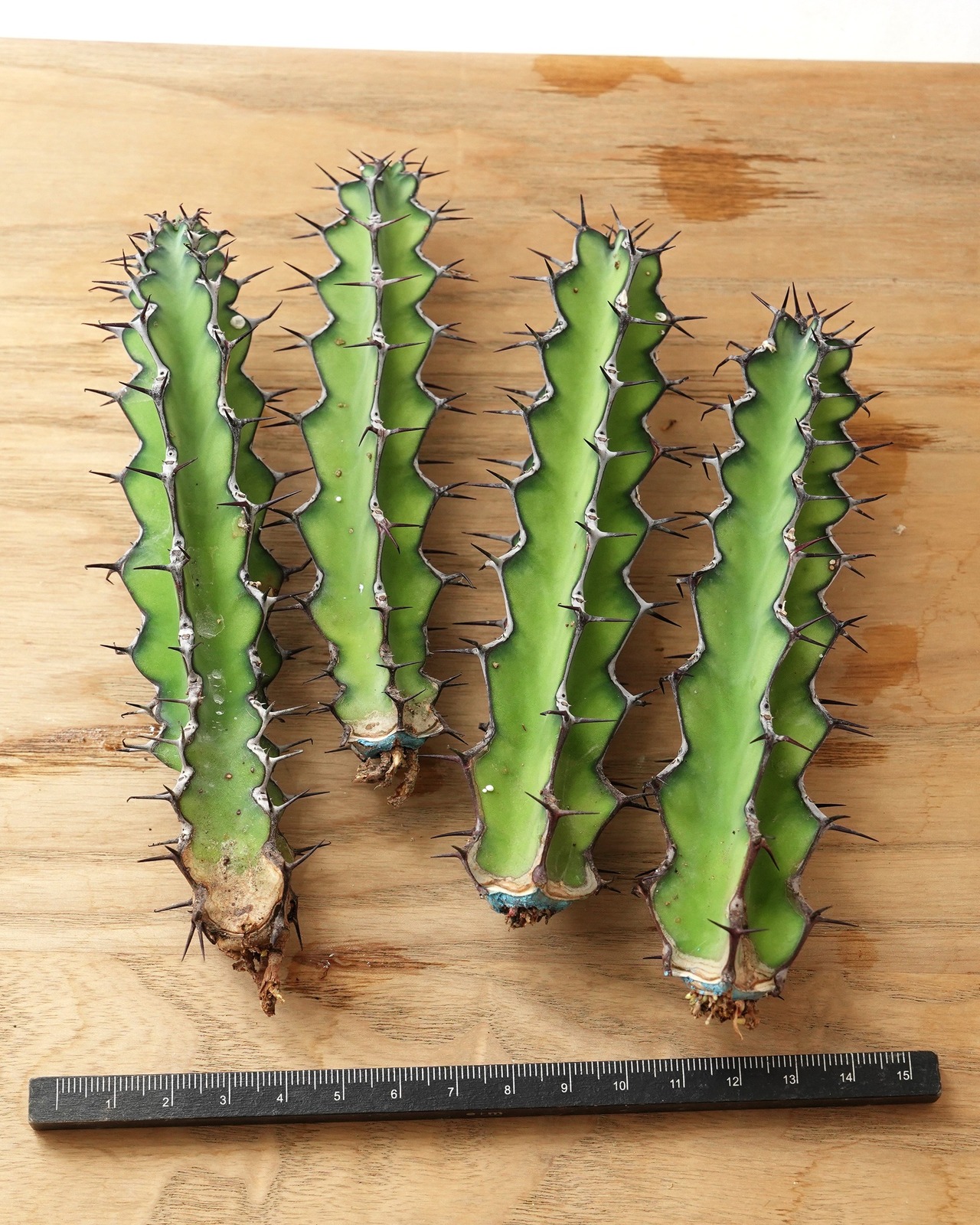 カット苗 ユーフォルビア ゾウトパンスベルゲンシス M Euphorbia zoutpansbergensis