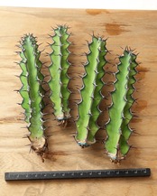 カット苗 ユーフォルビア ゾウトパンスベルゲンシス M Euphorbia zoutpansbergensis