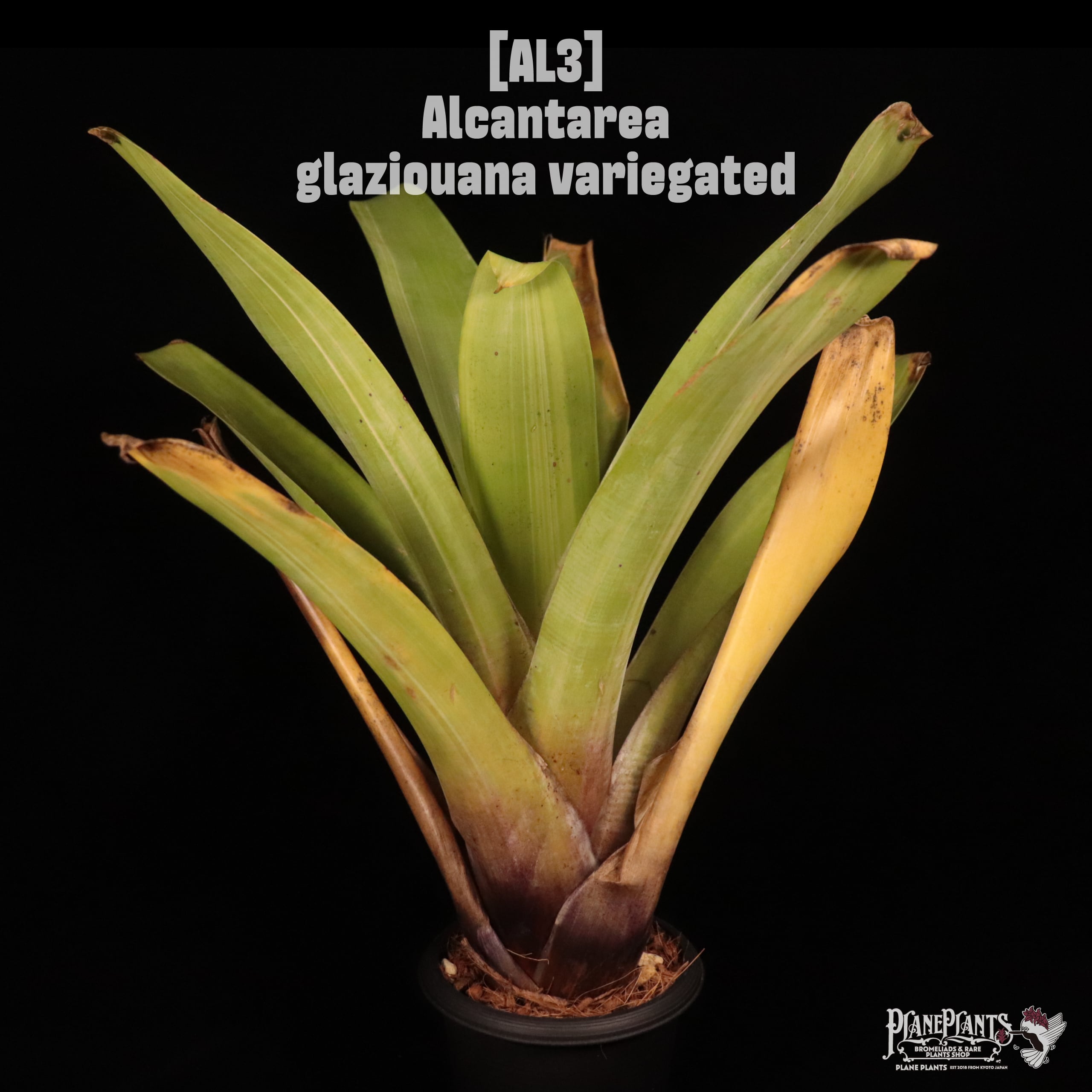 Alcantarea glaziouana variegated〔アルカンタレア〕AL3