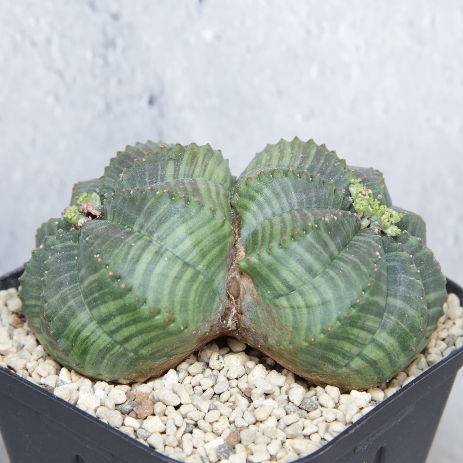 メス株 大株 約9cm ダブルヘッド オベサ / 良形株 木質化