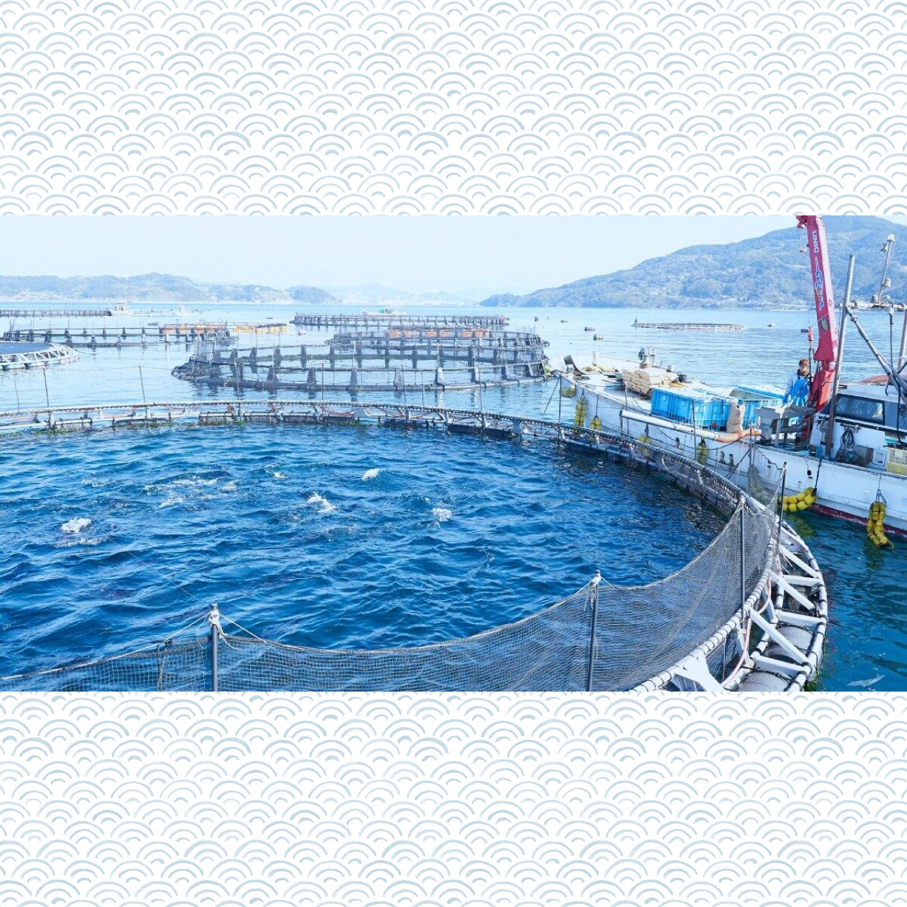 【みやび鮪】本鮪 中トロ 800g(大きさ不揃い柵 約4本 計800g)　