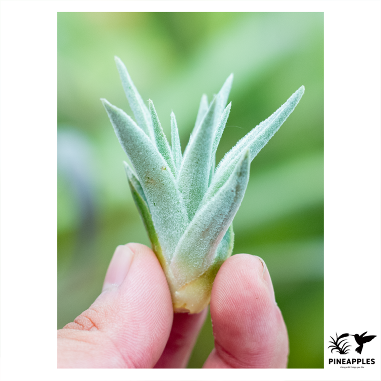Tillandsia gardneri var. rupicola (Compacta) | PINEAPPLES