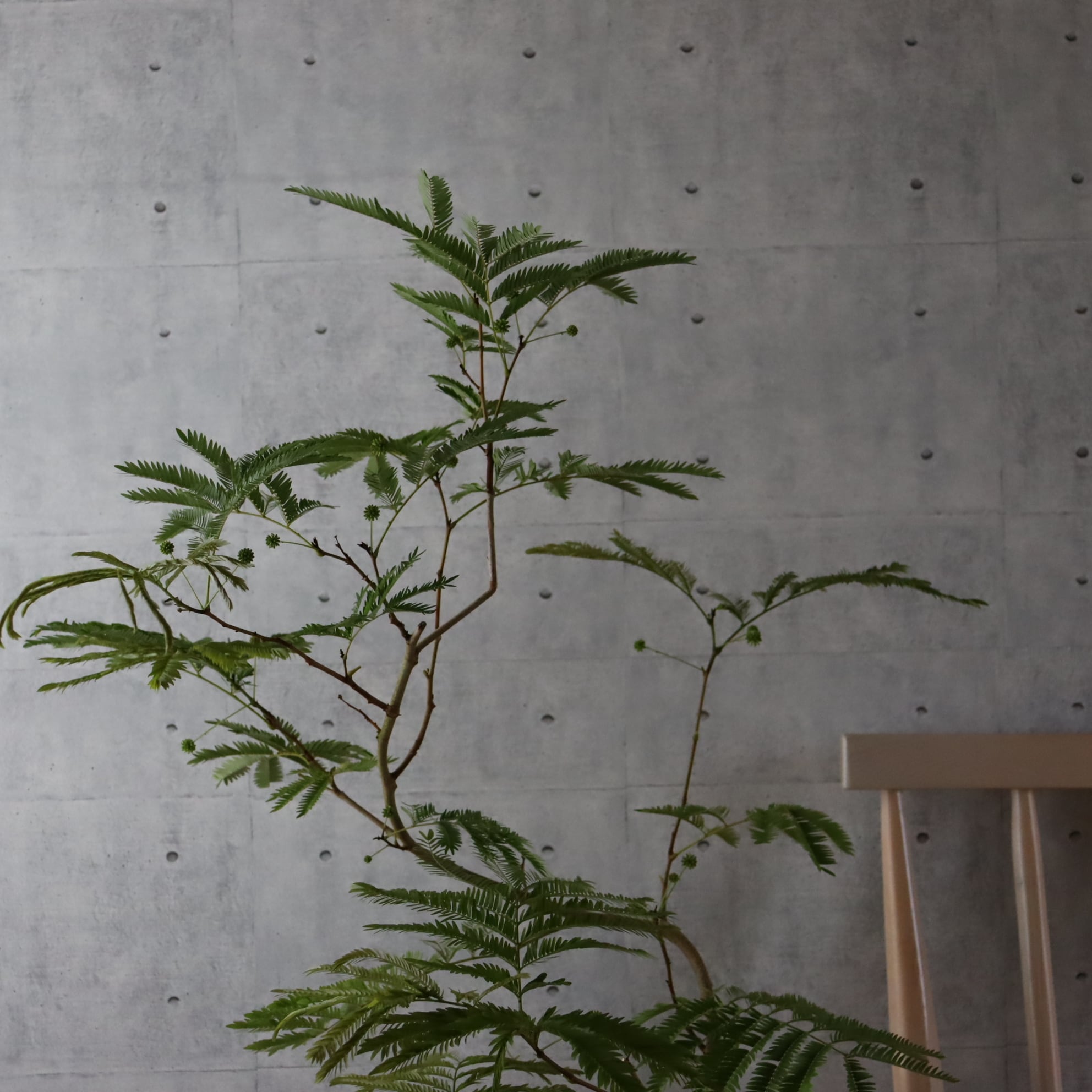 美しい樹形◎125cm】エバーフレッシュ 曲がり 7号 観葉植物 室内 大型
