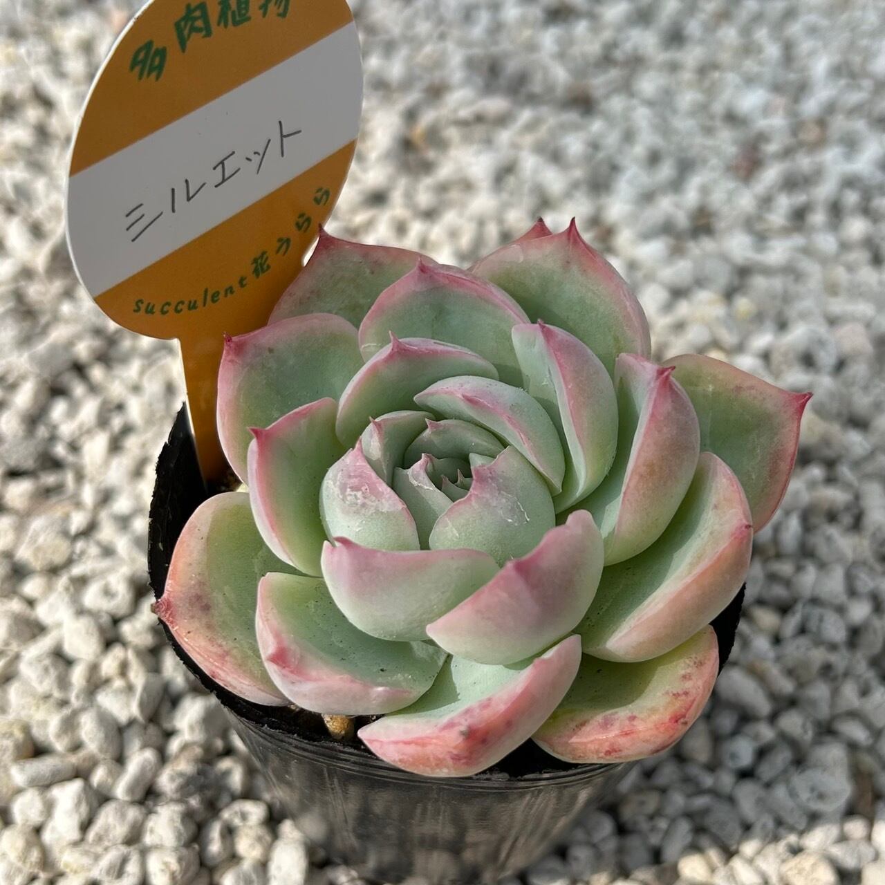 専用！多肉植物^o^  希少交配種　花うらら×達磨秀麗　小苗 専用！多肉植物^o^ 希少交配種 花うらら×達磨秀麗 小苗