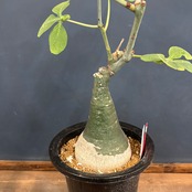 【クリアランス】アデニア　グラウカ【1012】