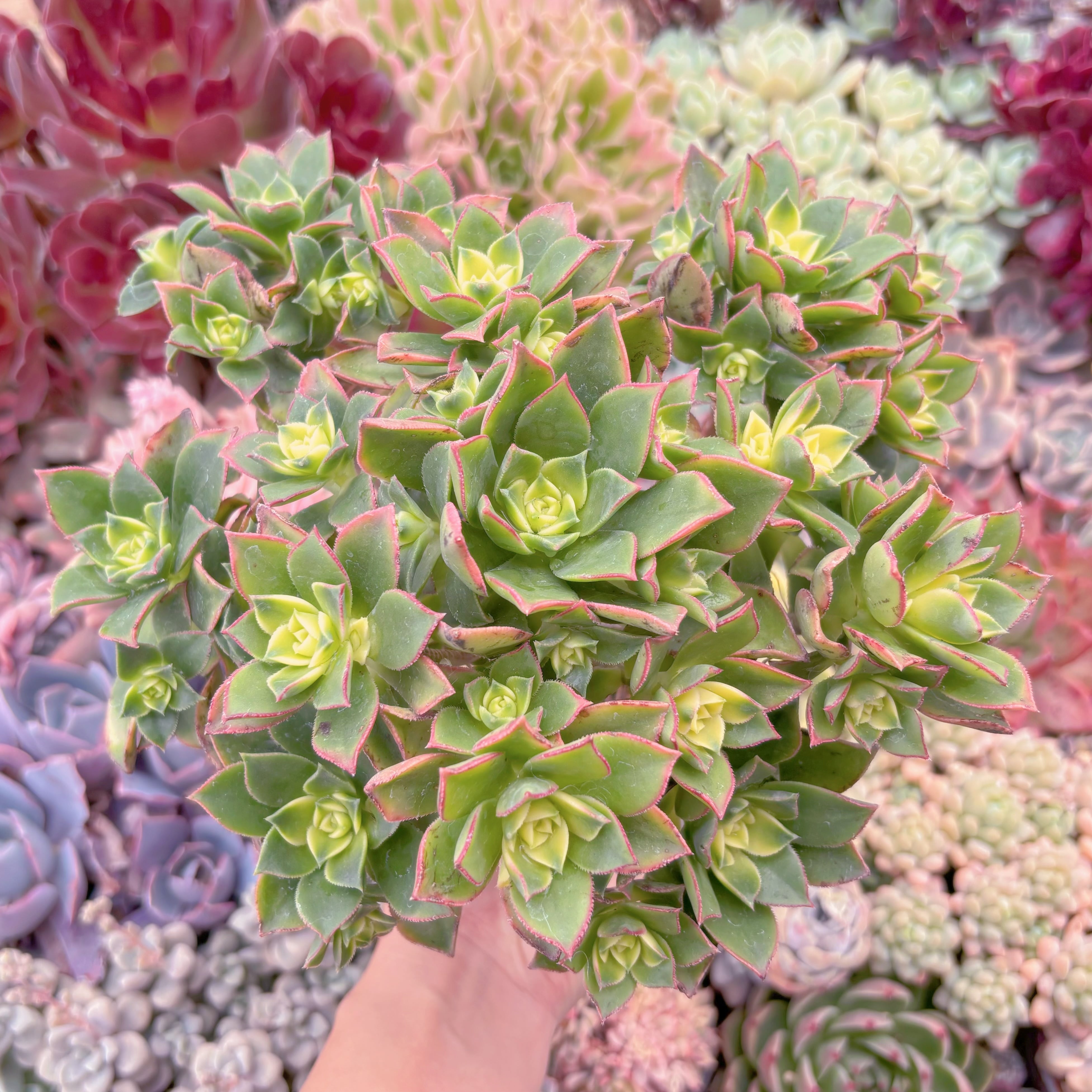 現品　艶日輝#334　大群生　新入荷　るる農園