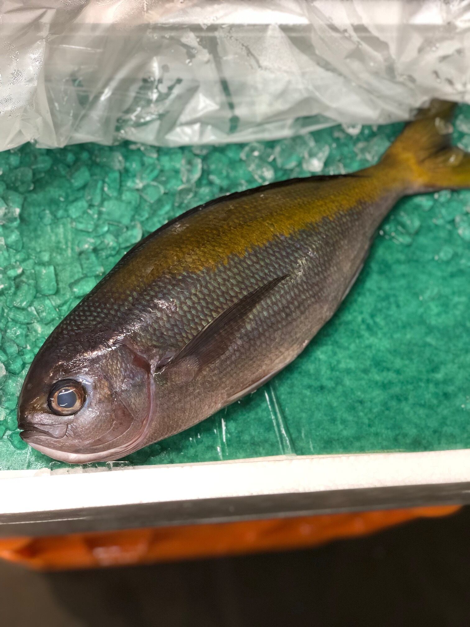 特選 ウメイロ 1尾 1kサイズ 八丈島 和歌山 伊豆初老など 梅色1k 冷蔵 豊洲直送 Okawari 豊洲直送の高級海産物をお届け 特選 ウメイロ 1尾 1kサイズ 八丈島 和歌山 伊豆初老など 梅色1k 冷蔵 豊洲直送 Okawari 豊洲直送の高級海産物をお届け