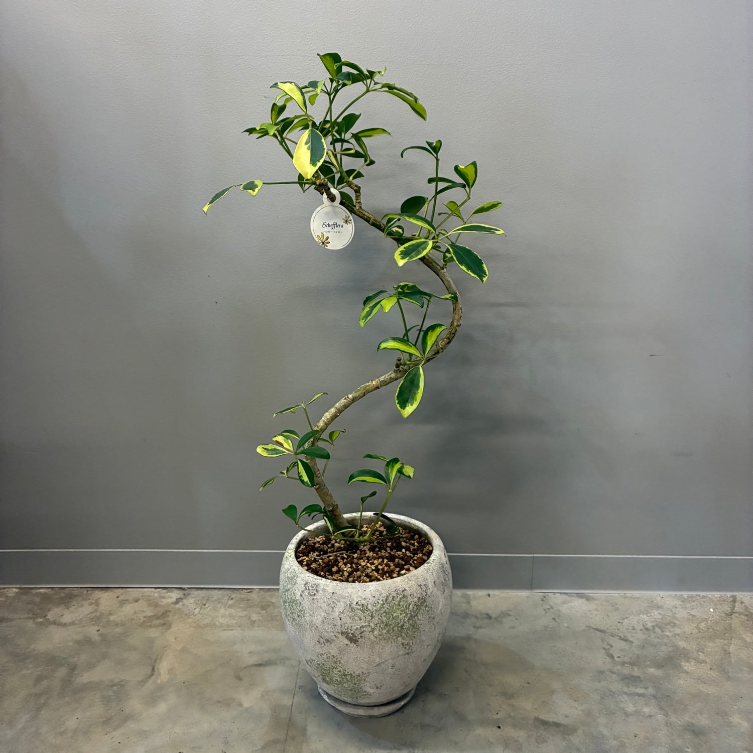 観葉植物 | PROTOLEAF プロトリーフ