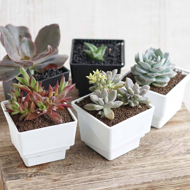 Meshpot NEW TYPE 7.35cm ブラック 5個セット