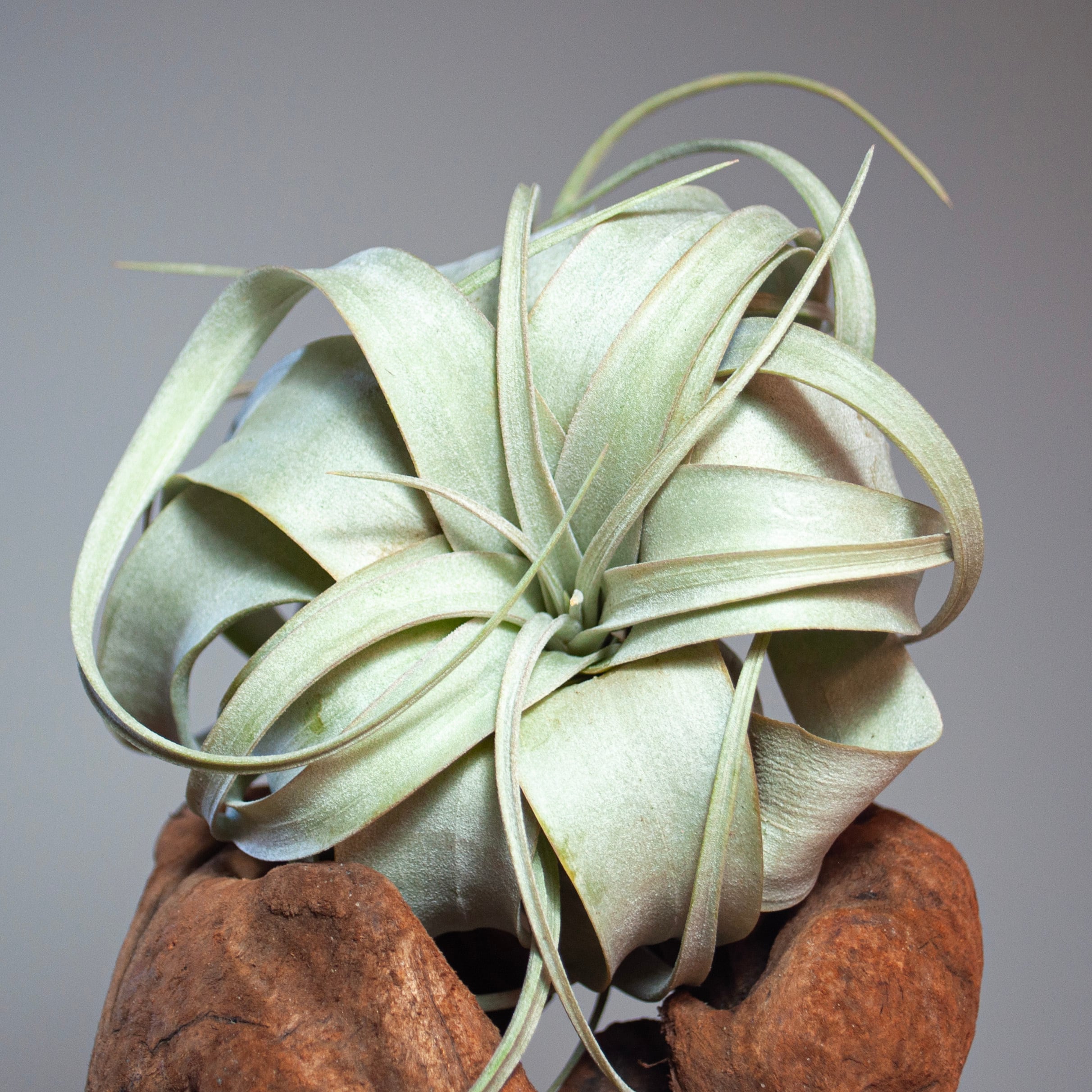 お試しサイズ】キセログラフィカ | カエルが暮らす森