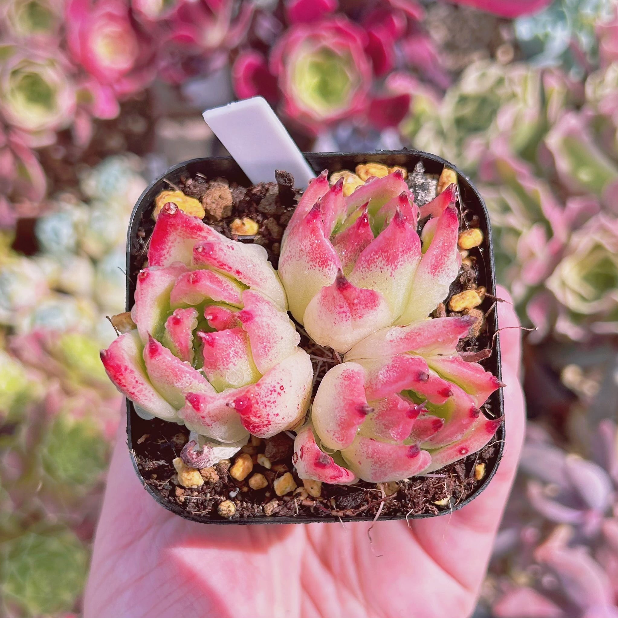 現物　多肉植物　ホワイトイルカ　抜き苗