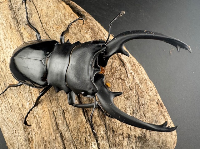 【WD】《インターメディアツヤクワガタ ガントン産 88mm ペア》