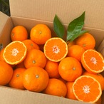 【贈答用】完熟アルギットみかん 約5kg（早生）／※のし対応可