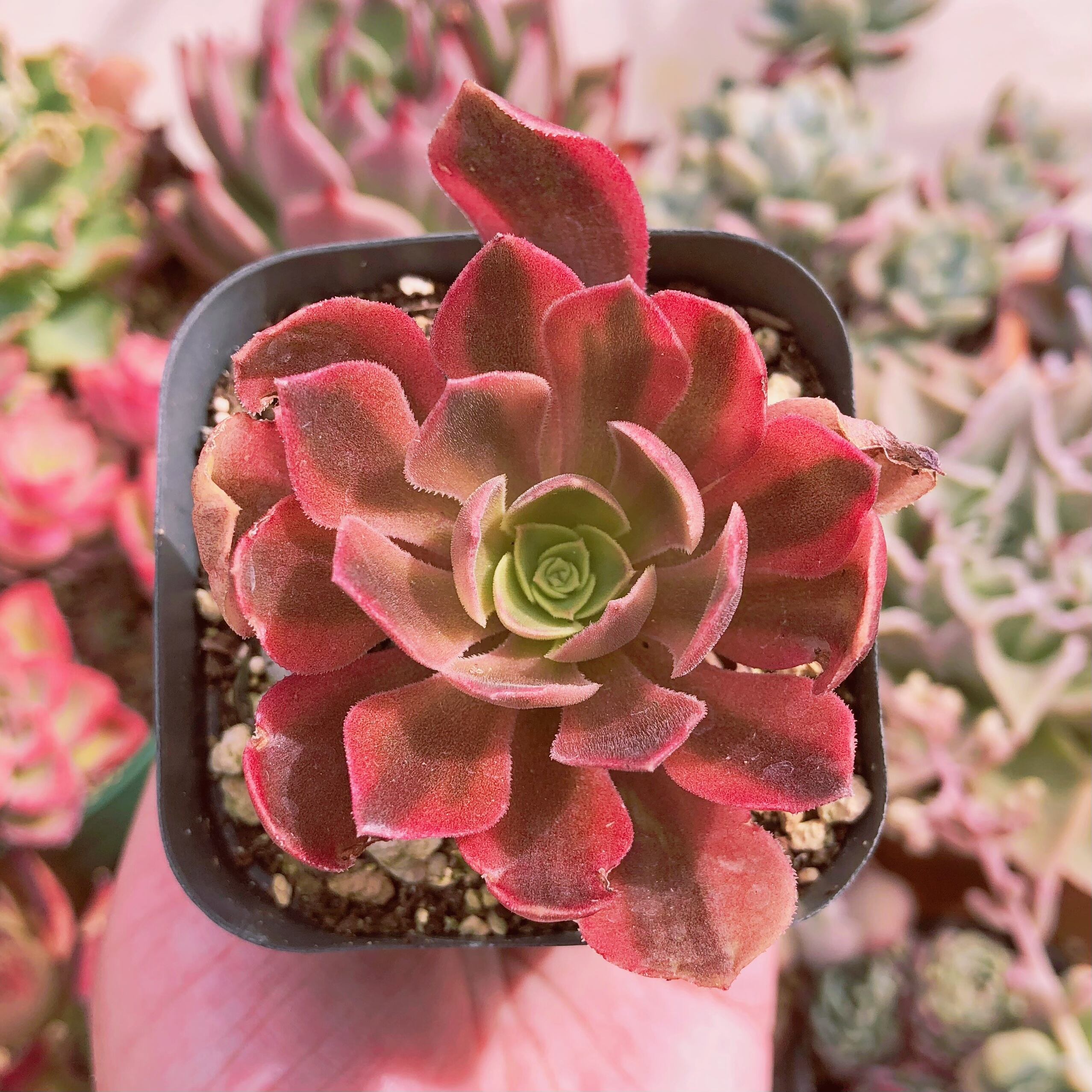 超レア　多肉植物　ビーナス