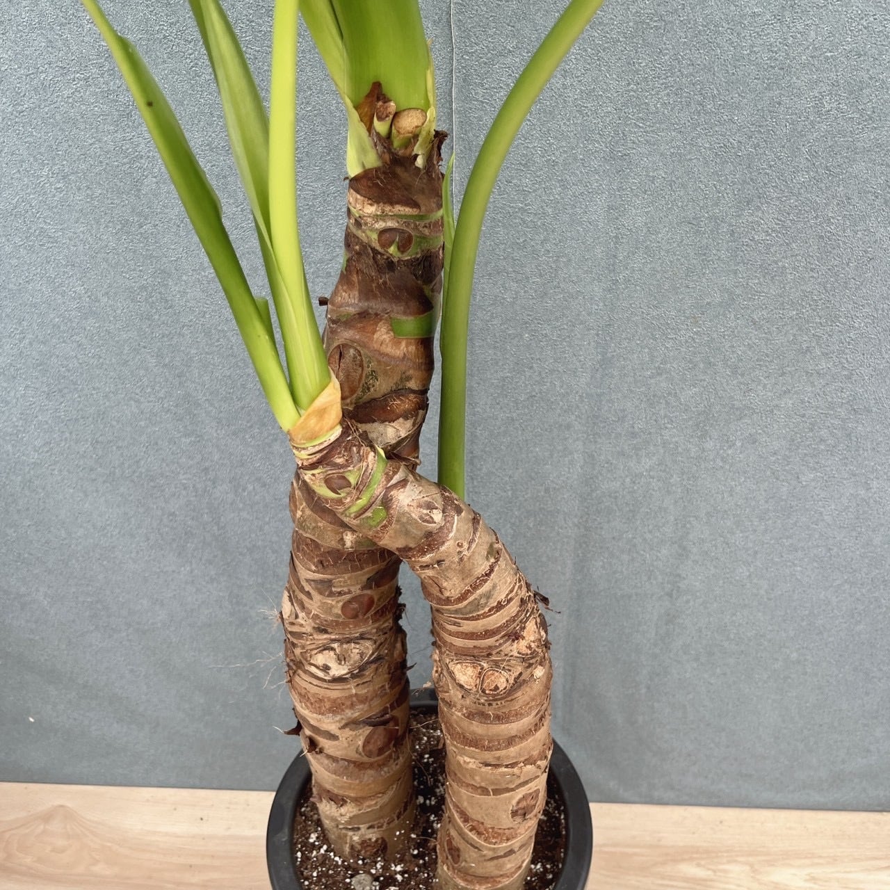現品］【希少】H クワズイモ 8号 観葉植物 室内 大型 綺麗 おしゃれ