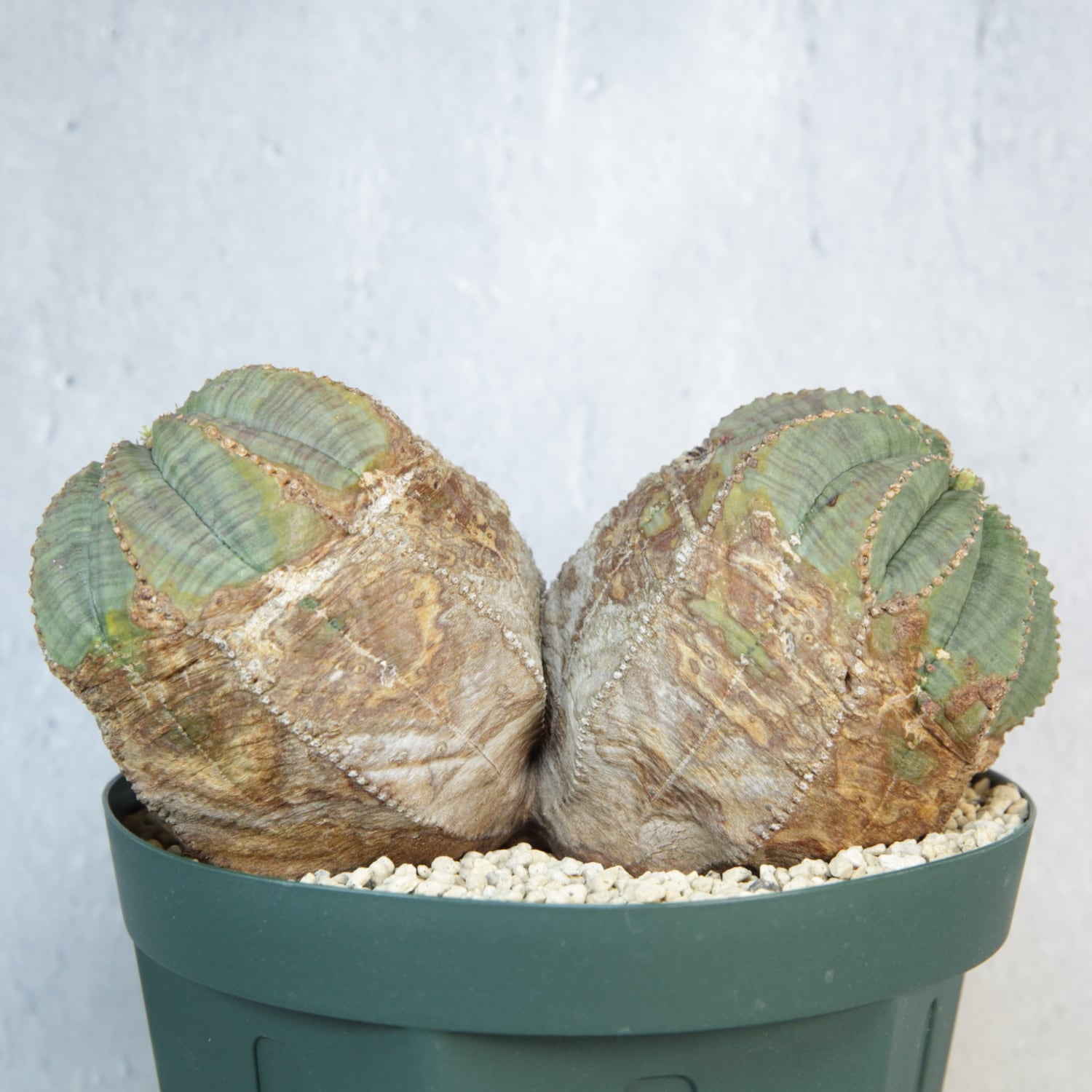 オス株【超厳選株】超大株 最大幅 約14.3cm ダブルヘッド ラギット