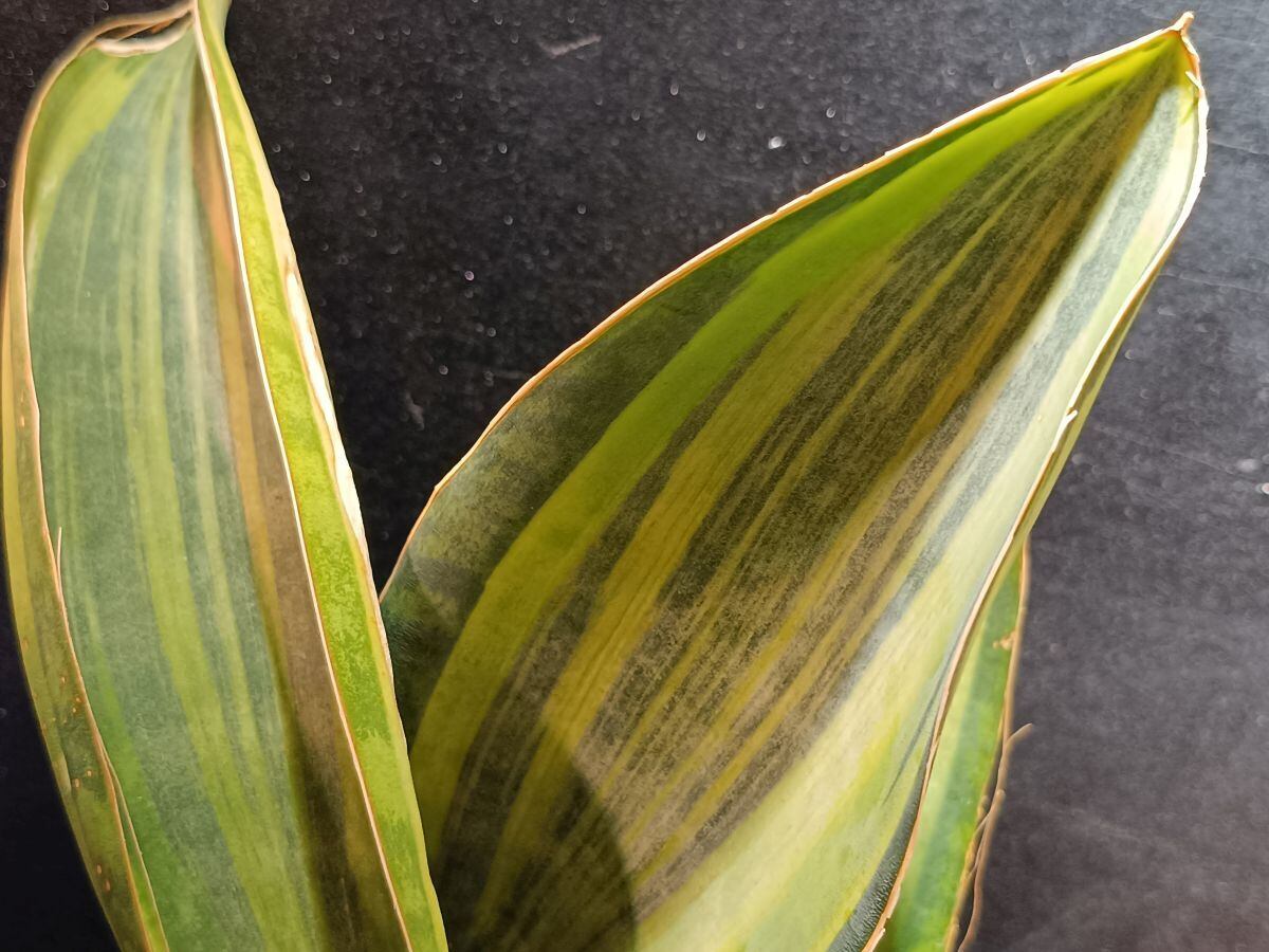 2025/12落葉休眠中) Pachypodium rosulatum var. gracilius