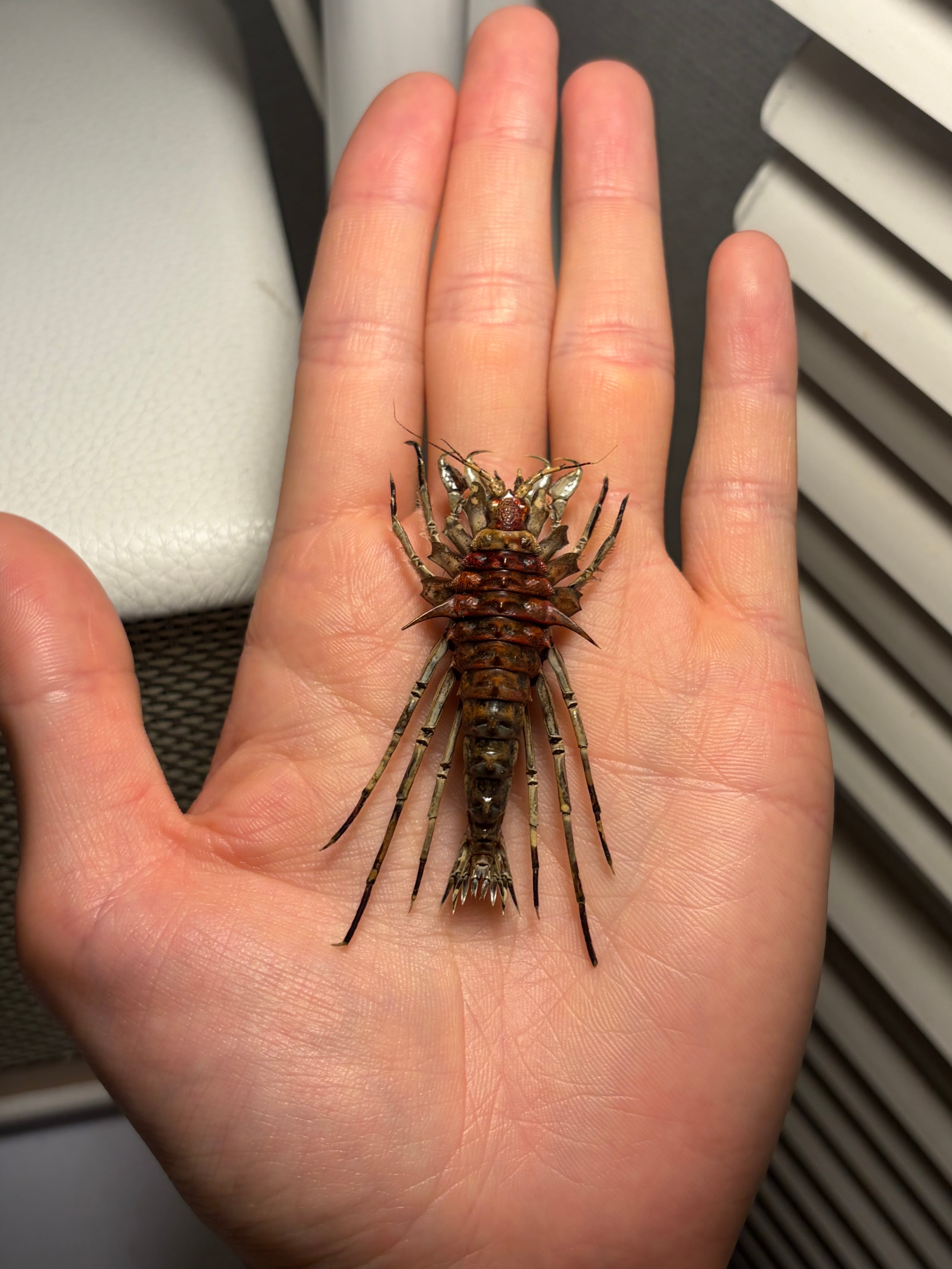 発色良好】バイカルヨコエビ 標本 ムカデヤスデセンチピードサソリ