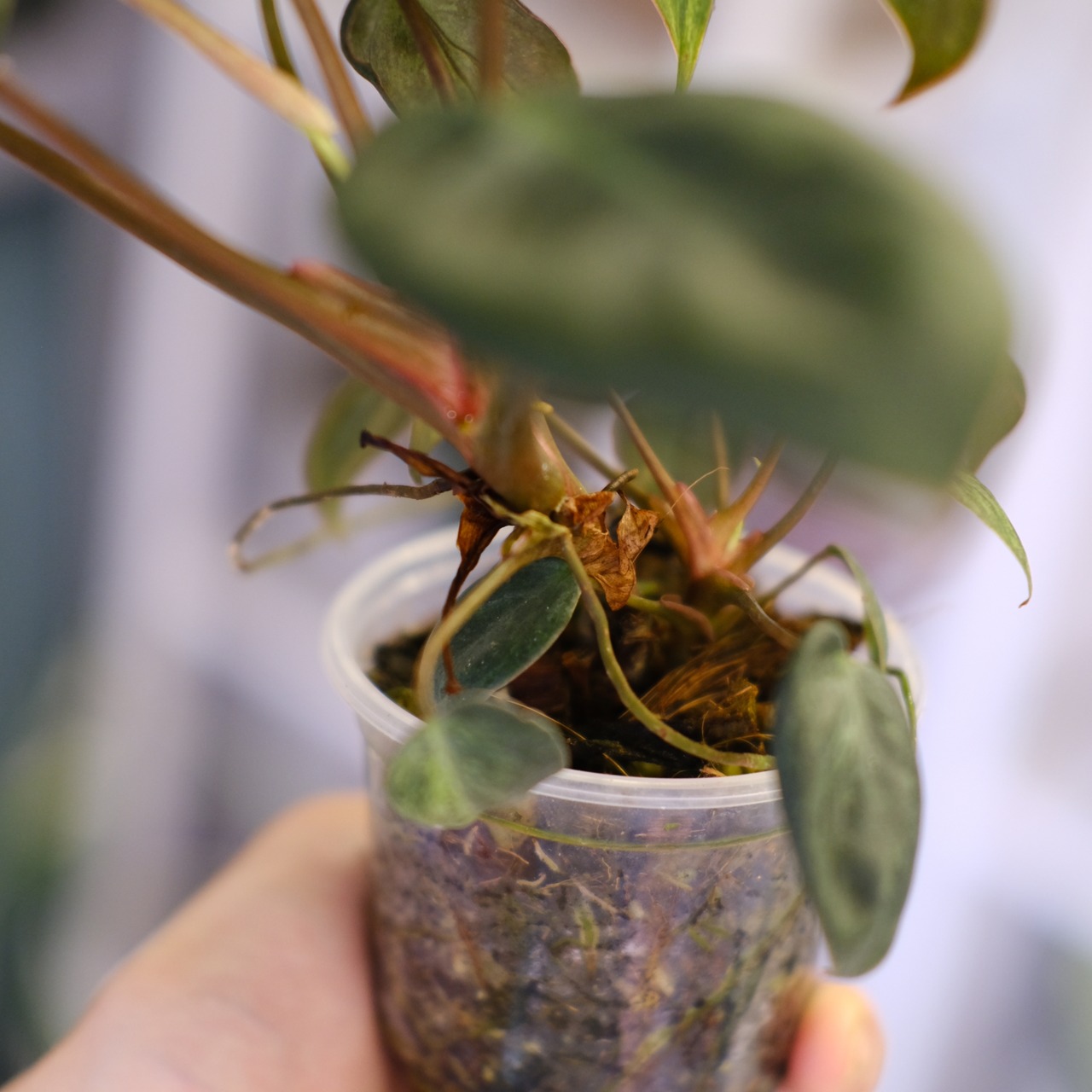 Philodendron el choco red × Philodendron billietiae variegated②｜フィロデンドロン｜観葉植物