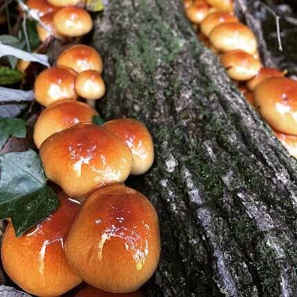 うま味がすごい!!大きい原木なめこ サイズ無選別600g | HARADA FOREST