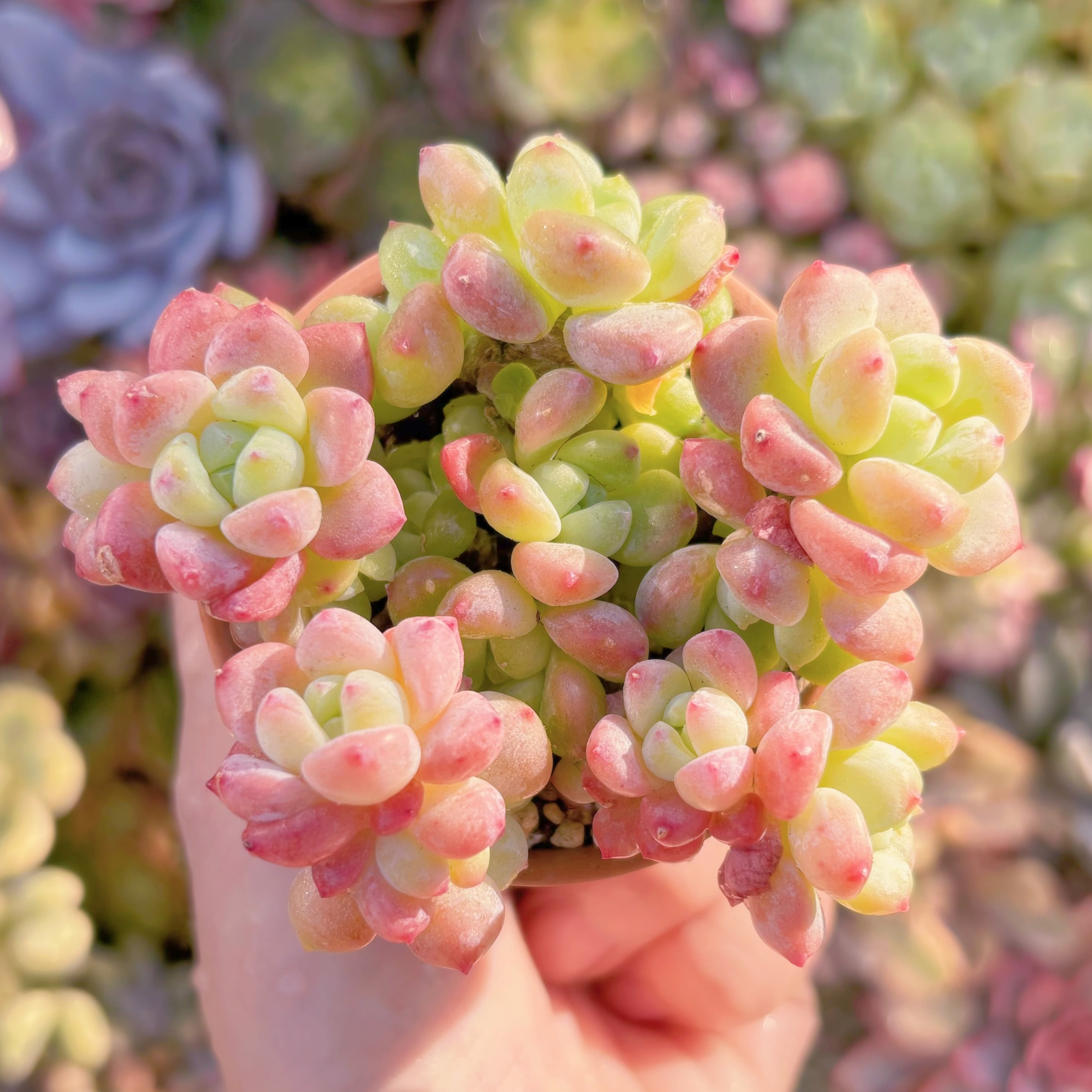 多肉植物　千本桜　群生　新入荷　るる農園
