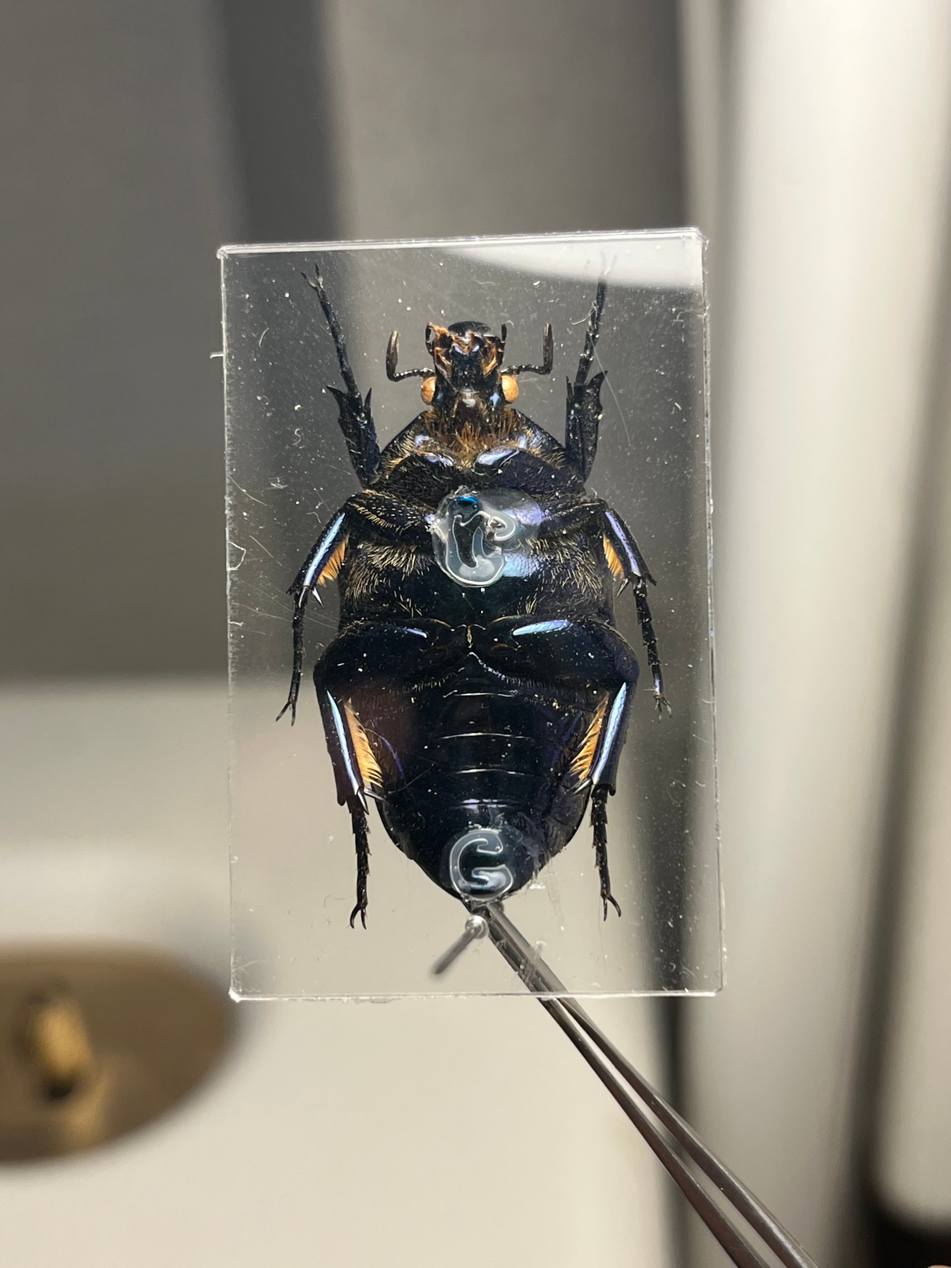 【透明台紙】体裏がメタリックなイバライコツノヒシムネハナムグリ標本プラチナコガネ 透明台紙】体裏がメタリックなイバライコツノヒシムネハナムグリ 標本