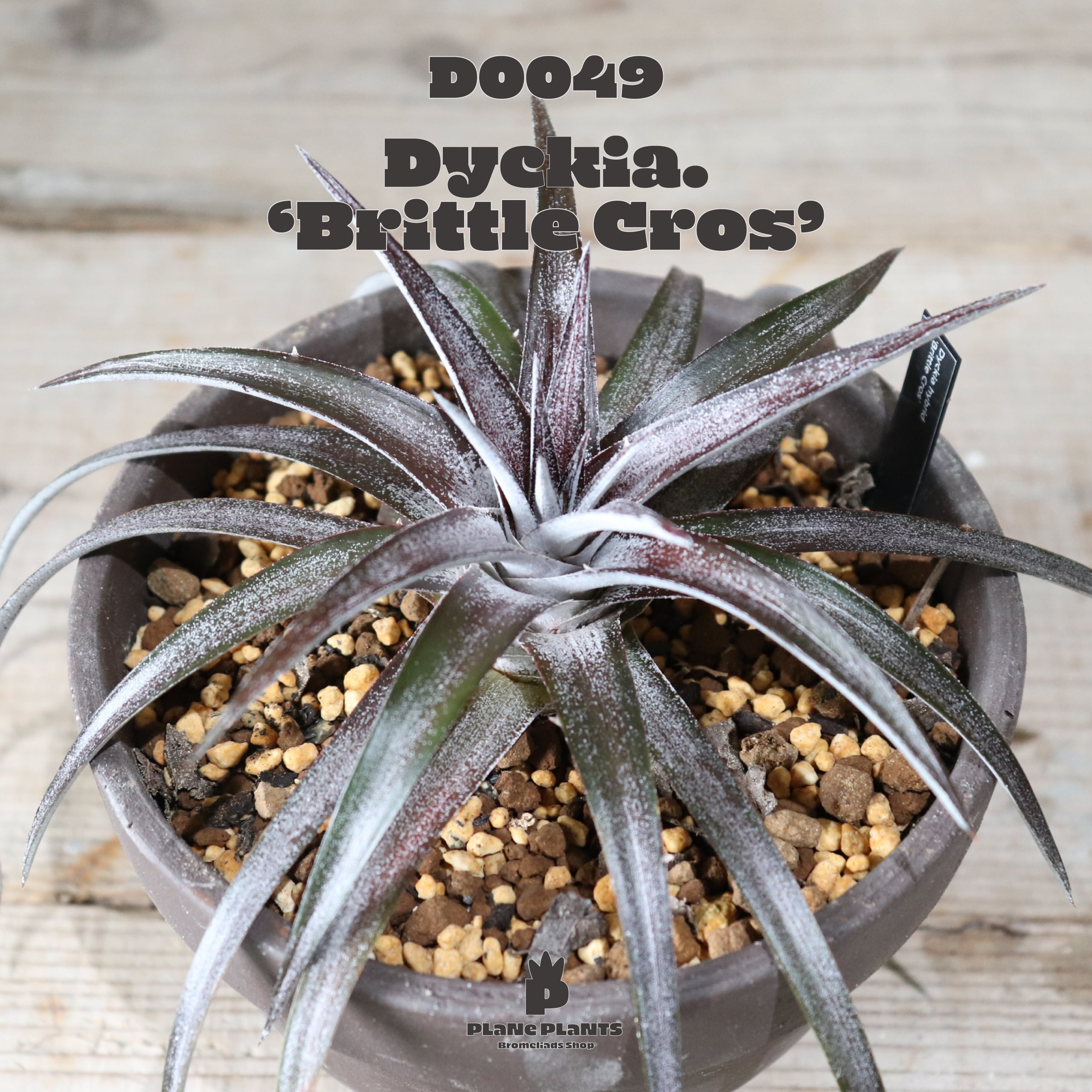 送料無料】 'Brittle Cros' 〔ディッキア〕現品発送D0049 | plane plants