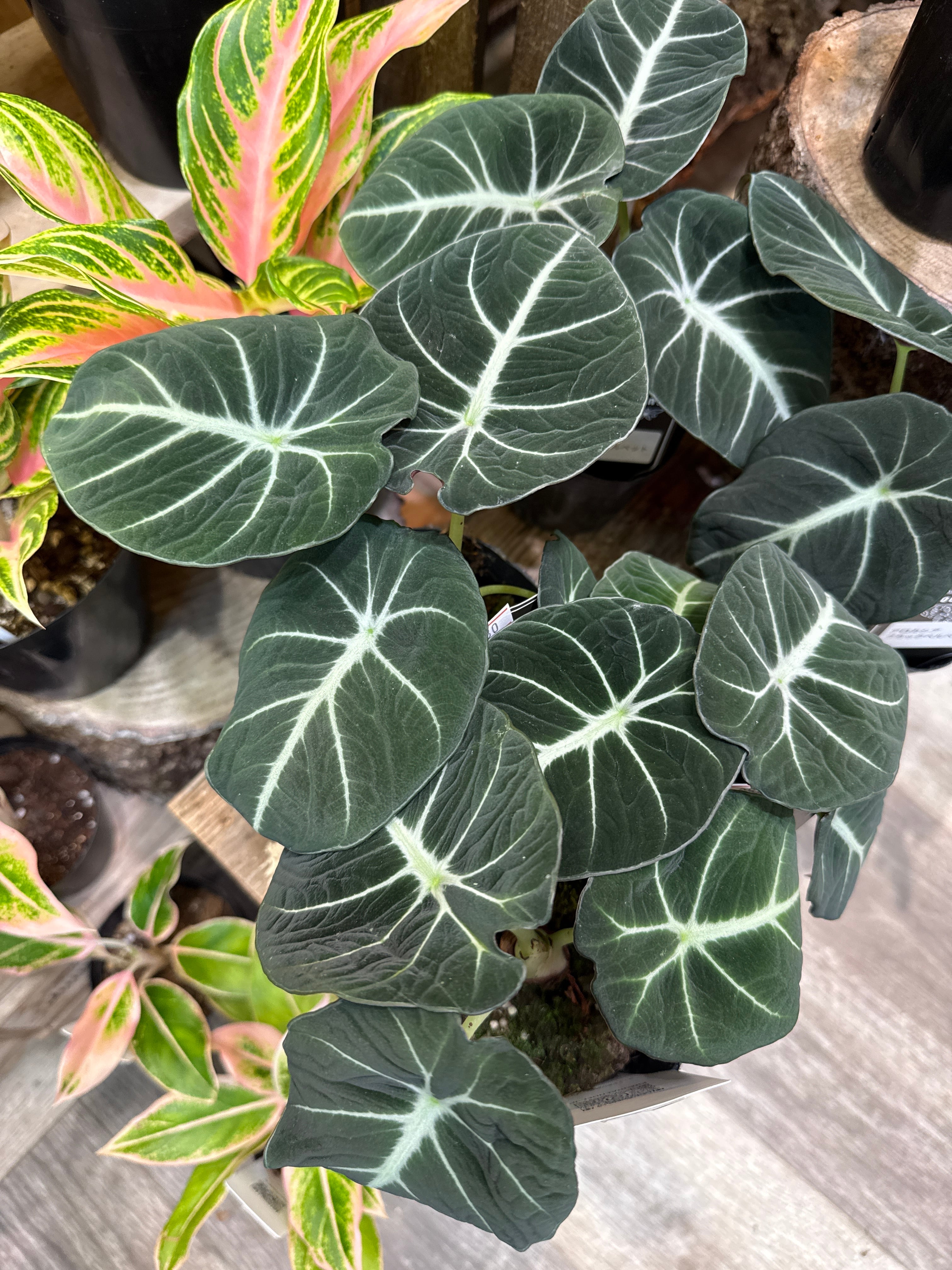 アロカシア ヘテロフィラ 'metallic blue' | Gardenえん 【観葉熱帯植物】