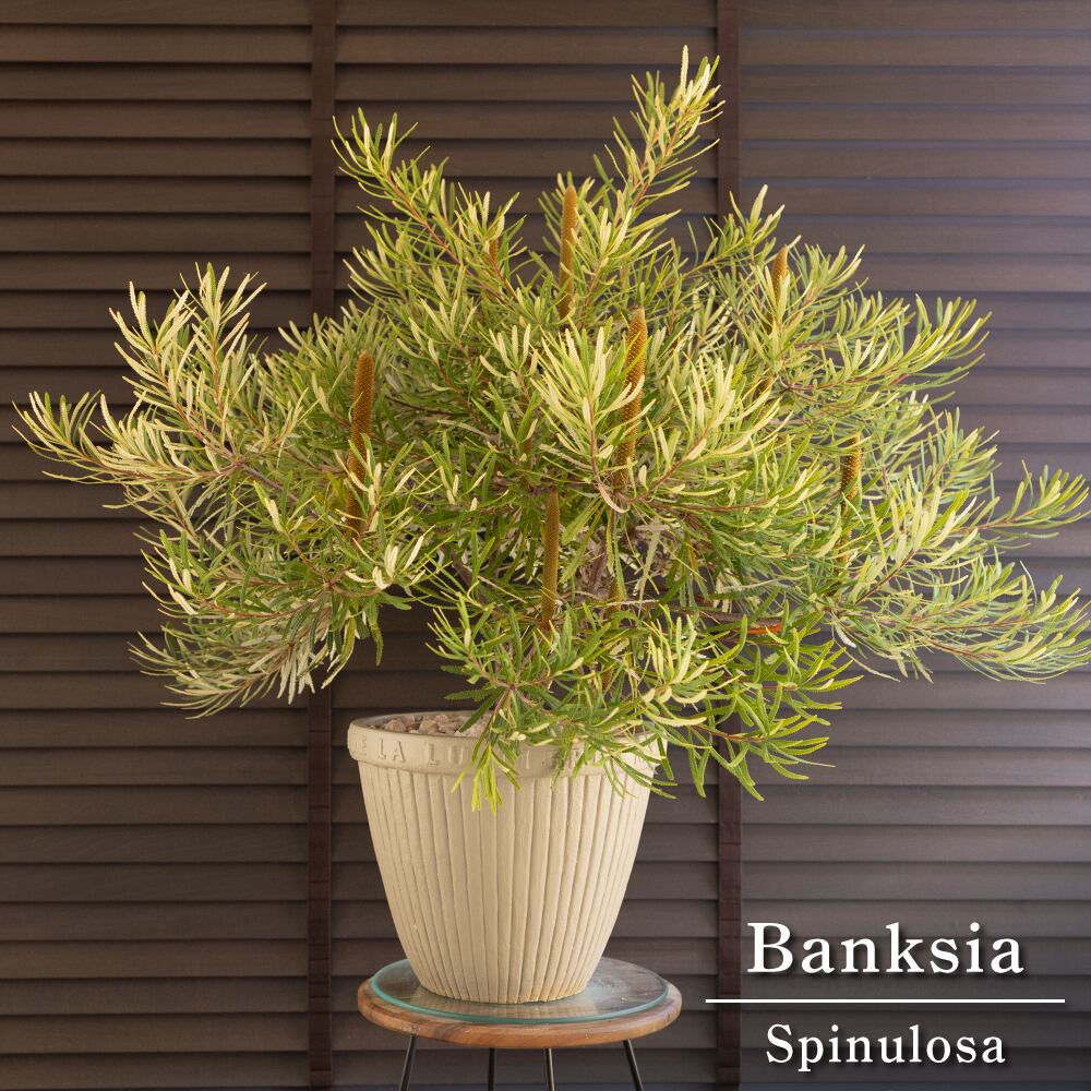蕾み多数 バンクシア スピヌローサ 10号 陶器鉢 ヘアピン Banksia Spinulosa オージープランツ 0823BE