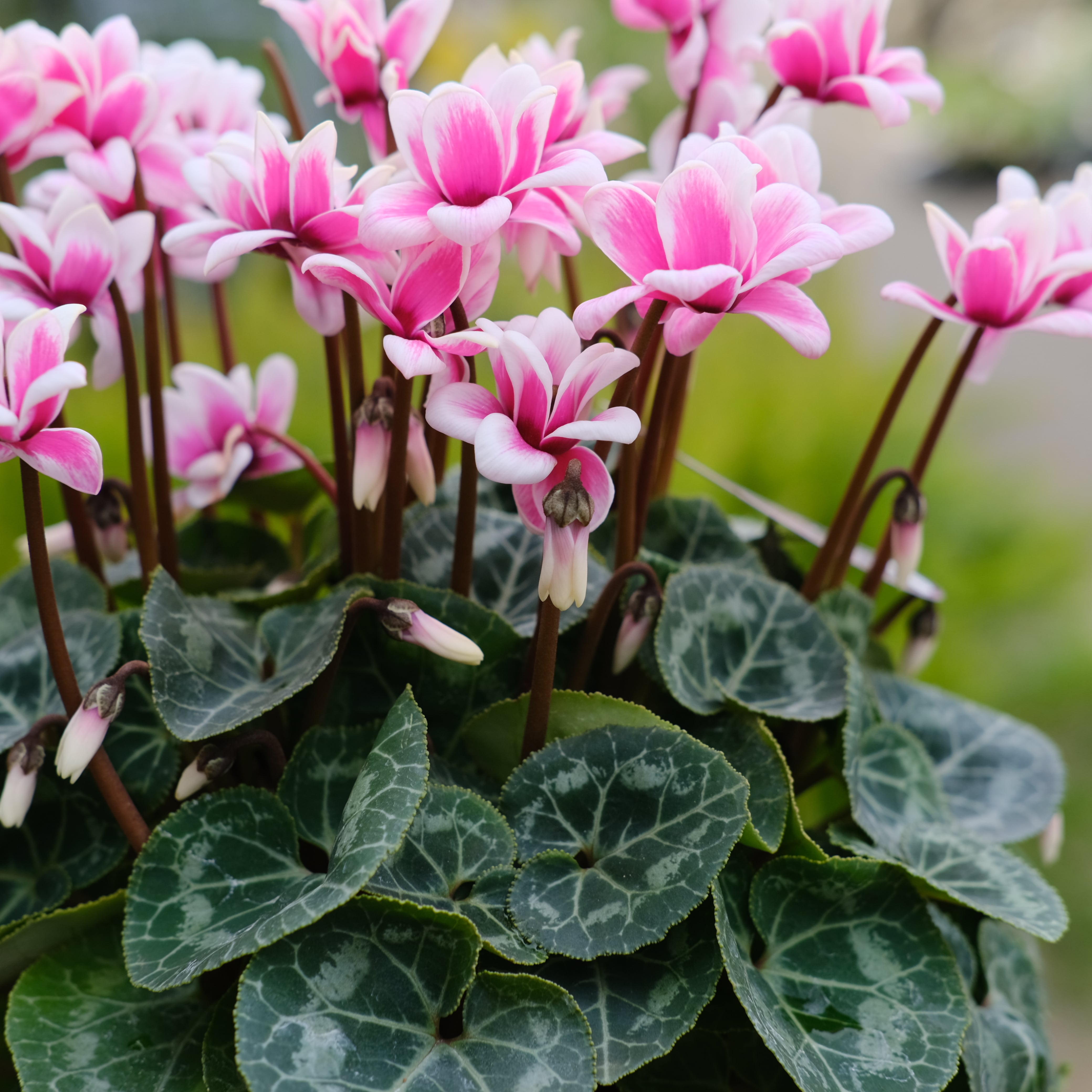 シクラメン チモシリーズ《 ピコティ 八重 》 | グリーンギャラリー