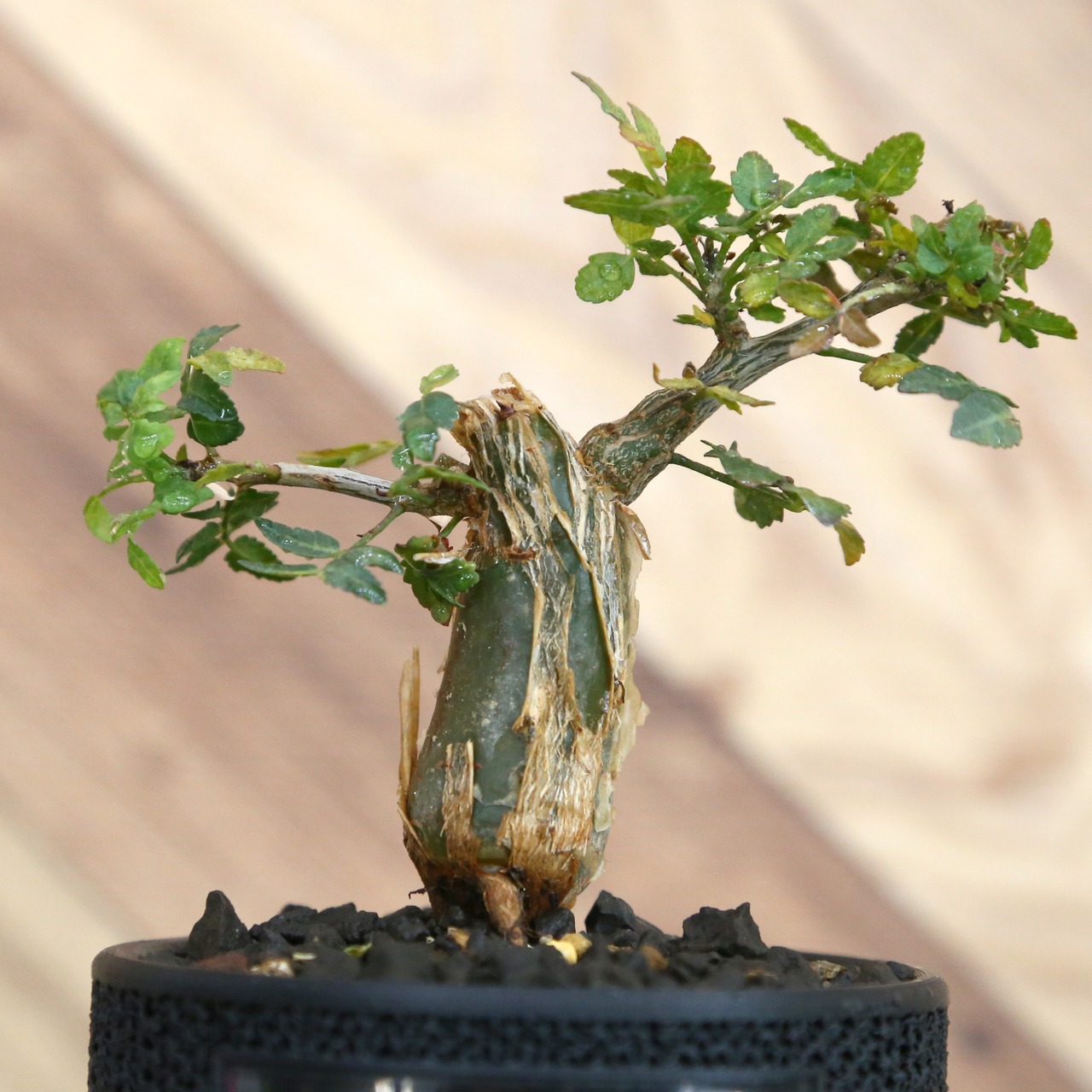 Bursera fagaroides (ブルセラ ファガロイデス) / 小株(3号鉢)/Lot.004