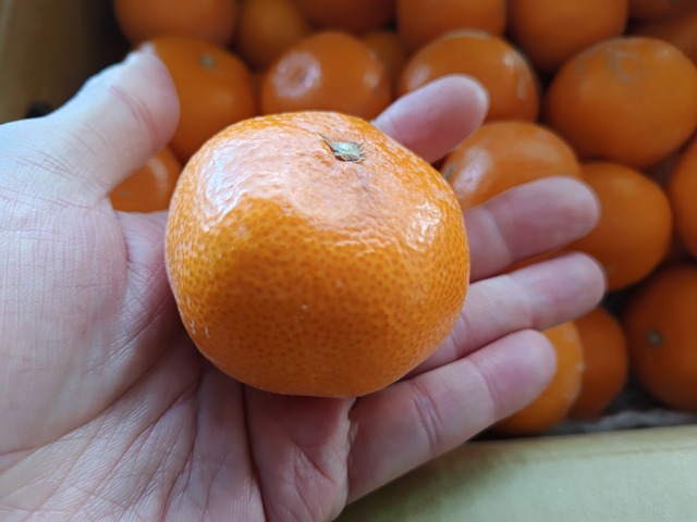 【入手困難】【2S】的兵みかん/和歌山県/田口完熟CLUB/的場清/青秀5kg【直送】