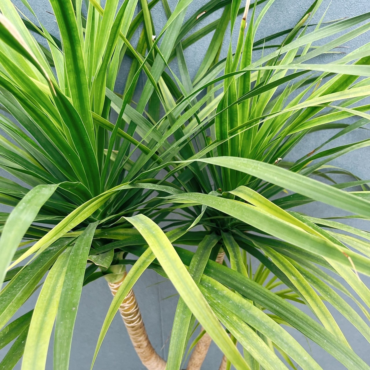 現品］【希少】81番 ドラセナ カンボジアーナ 8号 観葉植物 レア 室内