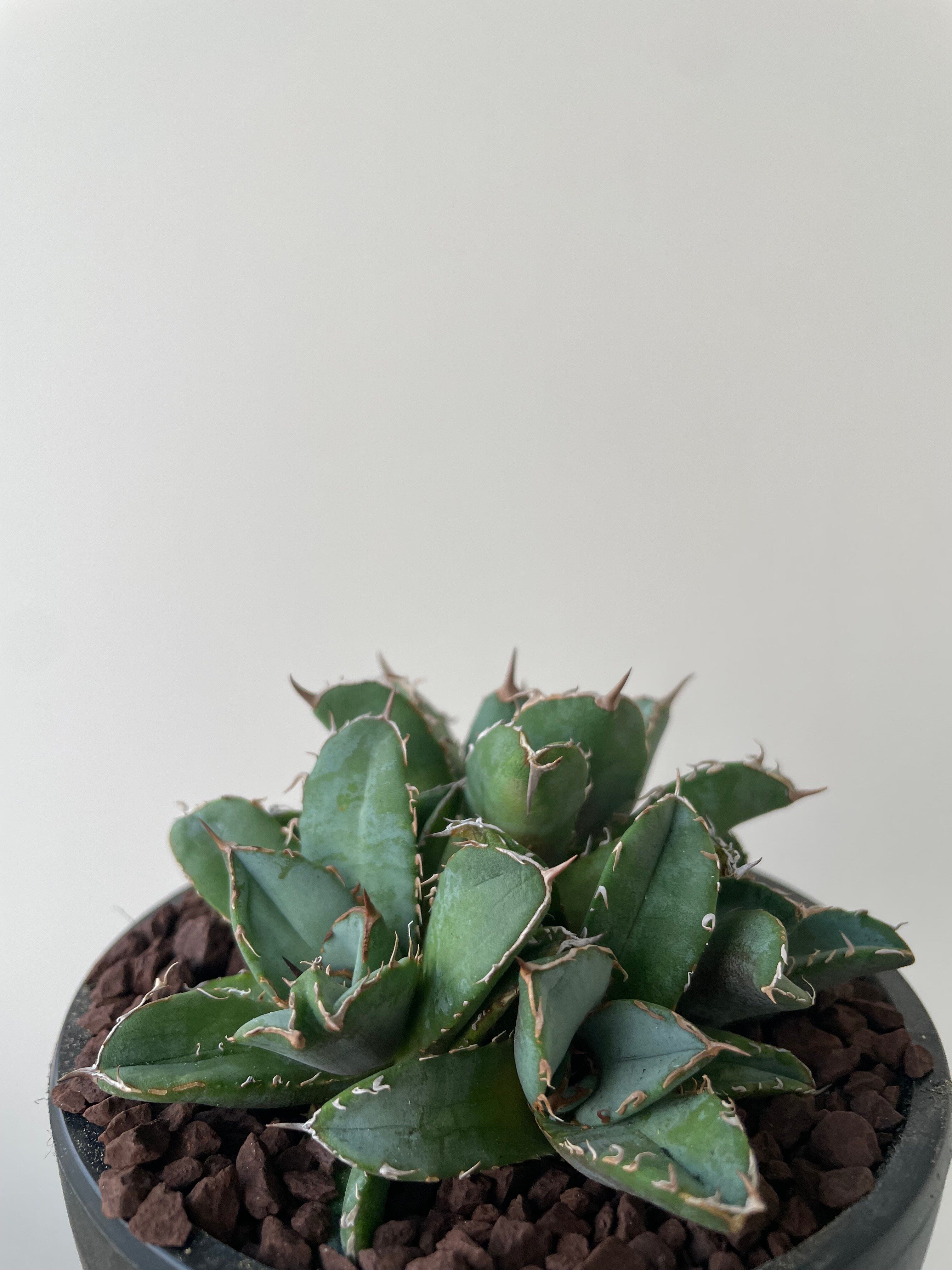 新着】Agave titanota crested【多頭になる品種の子株】アガベ