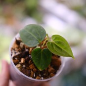 Anthurium Carlablackiae / アンスリウム カーラブラッキー⑥│観葉植物