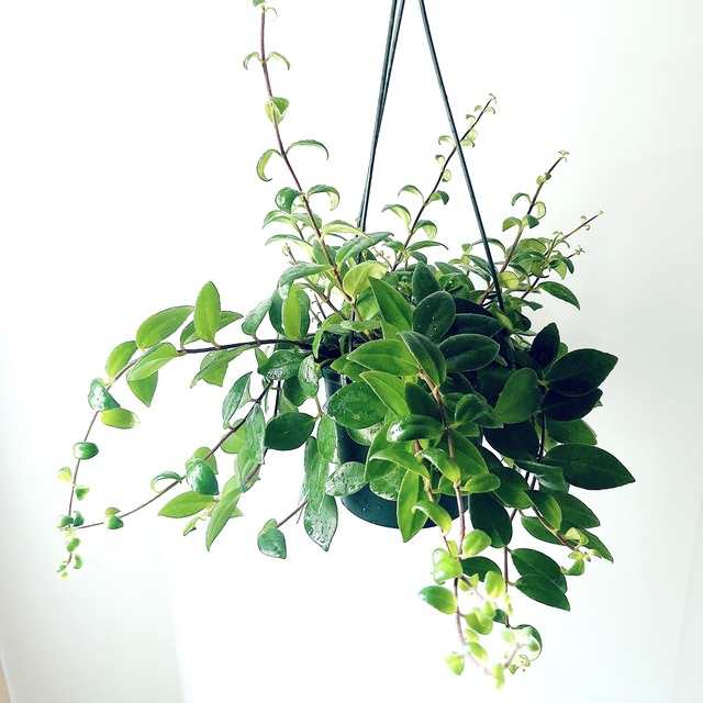 エスキナンサス ラディカンス 観葉植物 吊り下げ calm cafe