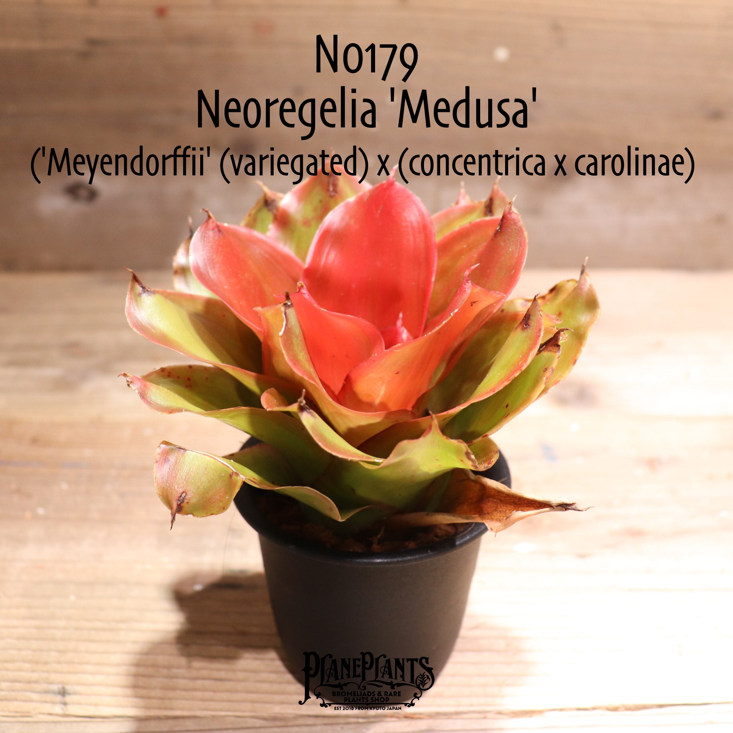 送料無料】Neoregelia 'Medusa'〔ネオレゲリア〕現品発送N0179 | plane