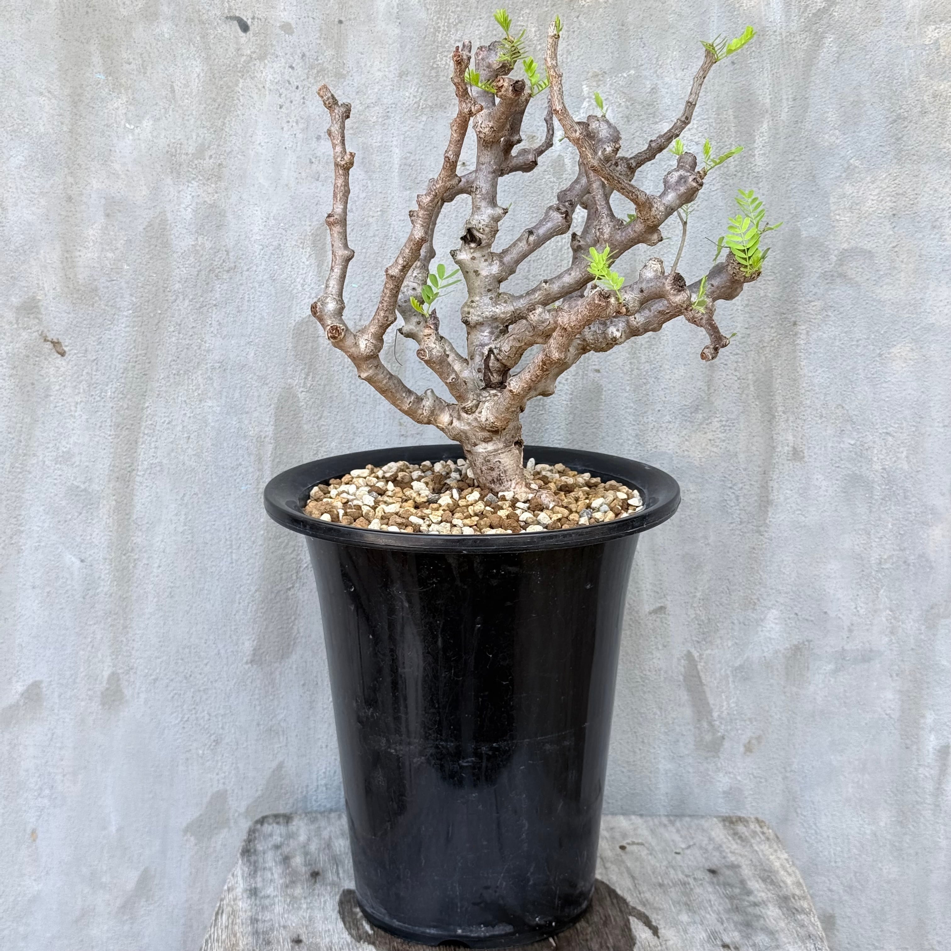 植物 | A-PLANTS
