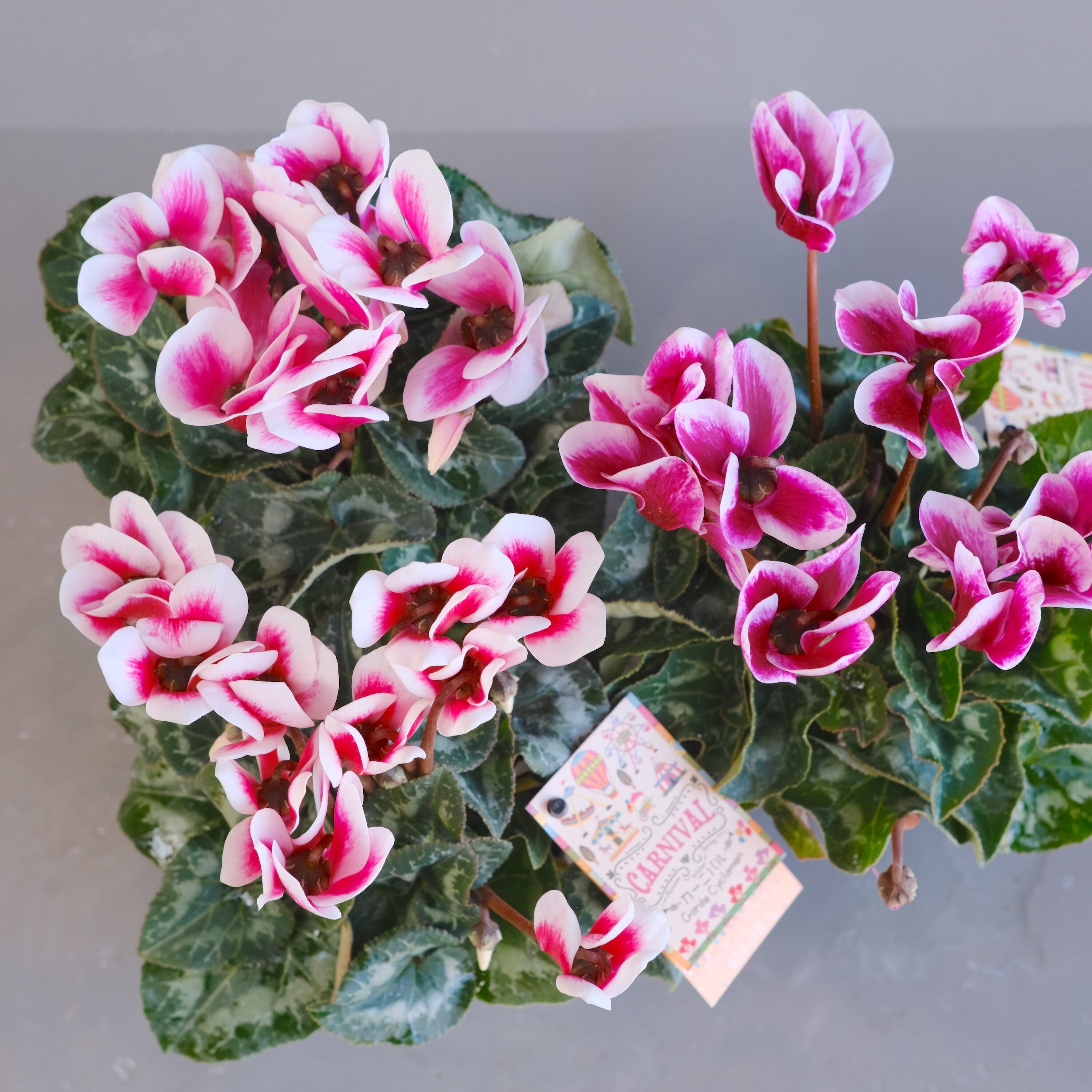 ガーデンシクラメン《 カーニバル 》軽井沢育ち 3号鉢 | グリーン