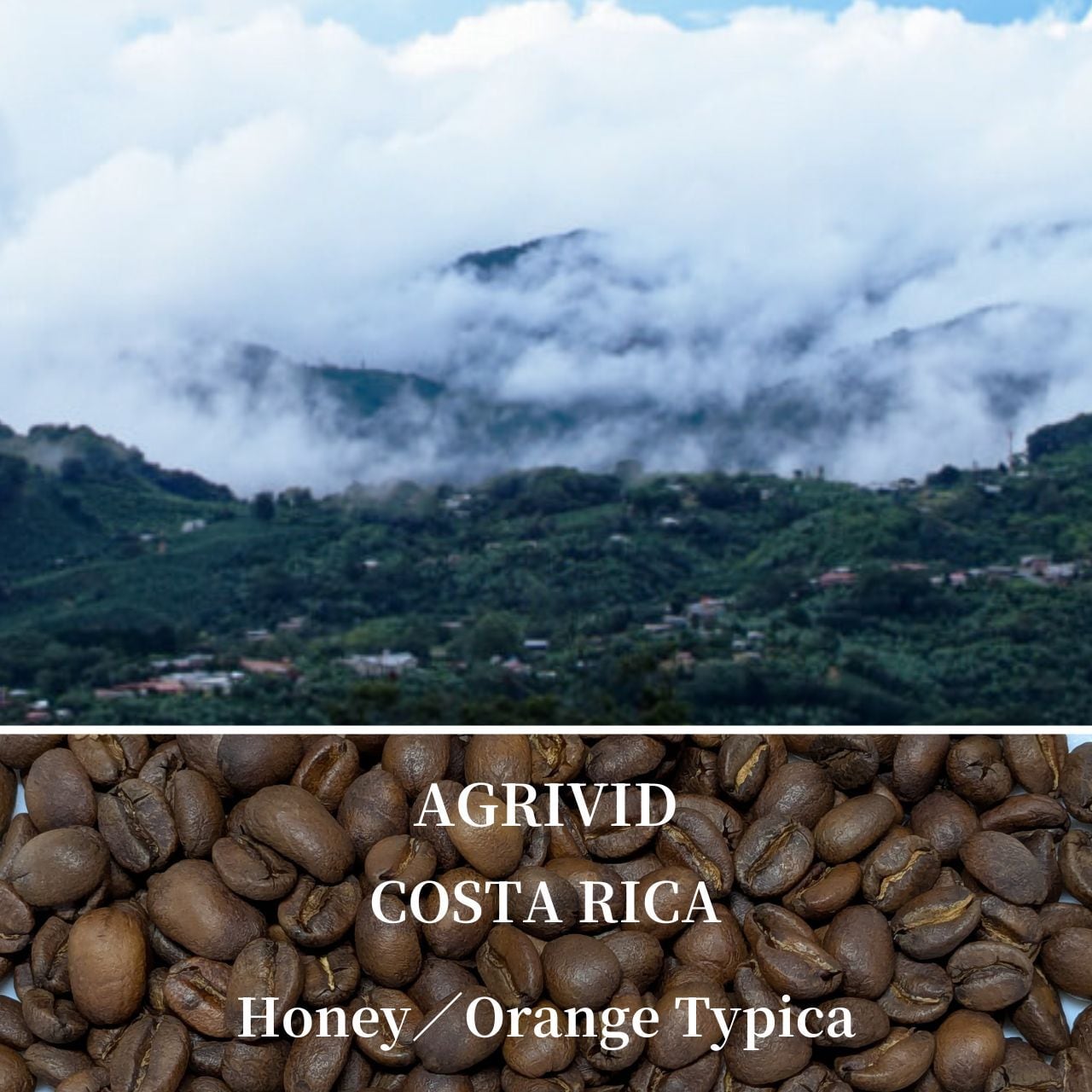 【優しい甘さが広がる】 オレンジティピカ ハニー　コスタリカ　豆または粉／100ｇ〜