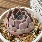 【現物商品】ECHEVERIA hyalina,Santo Domingo  原種 実生苗