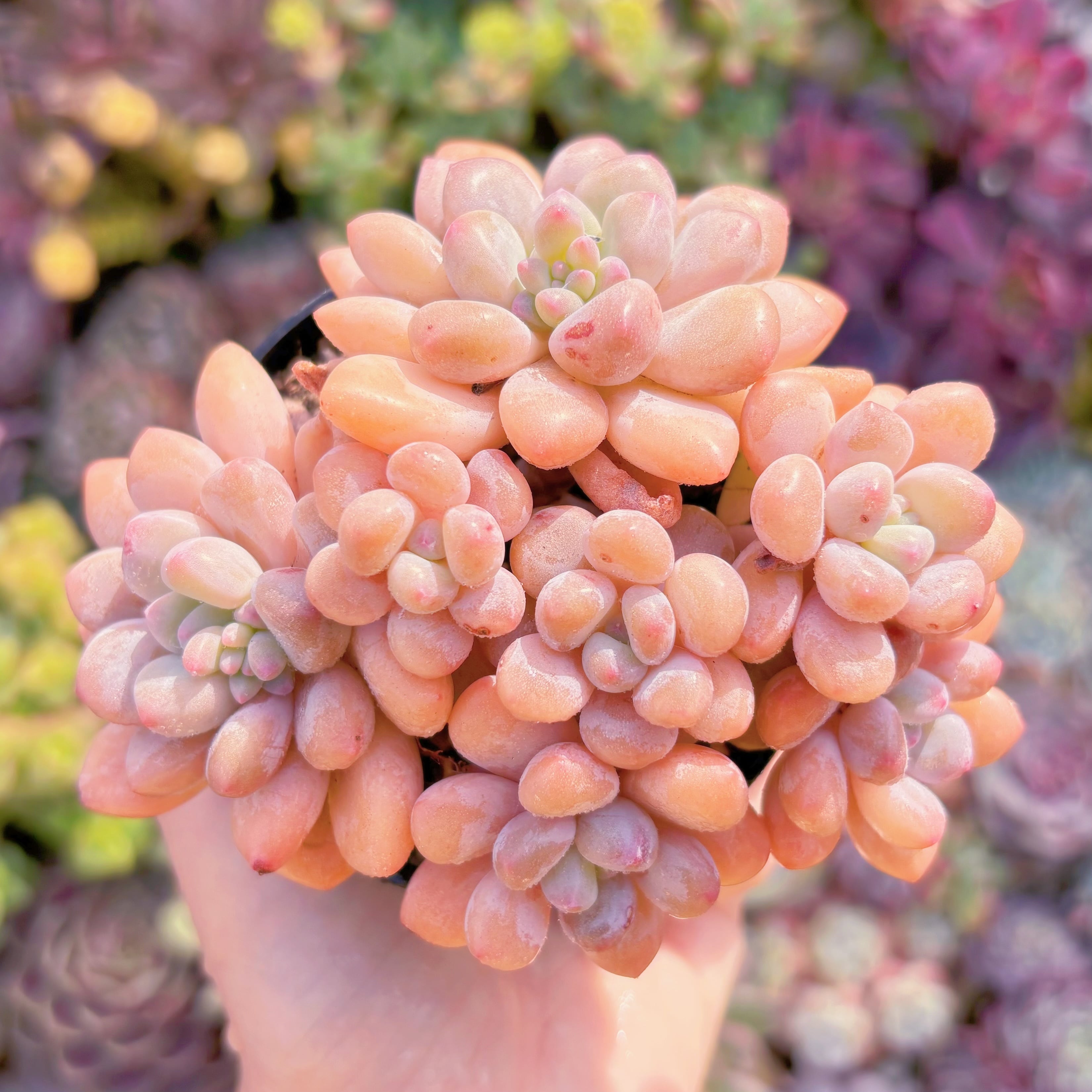 現品　ラブリーベア#F054　群生　るる農園