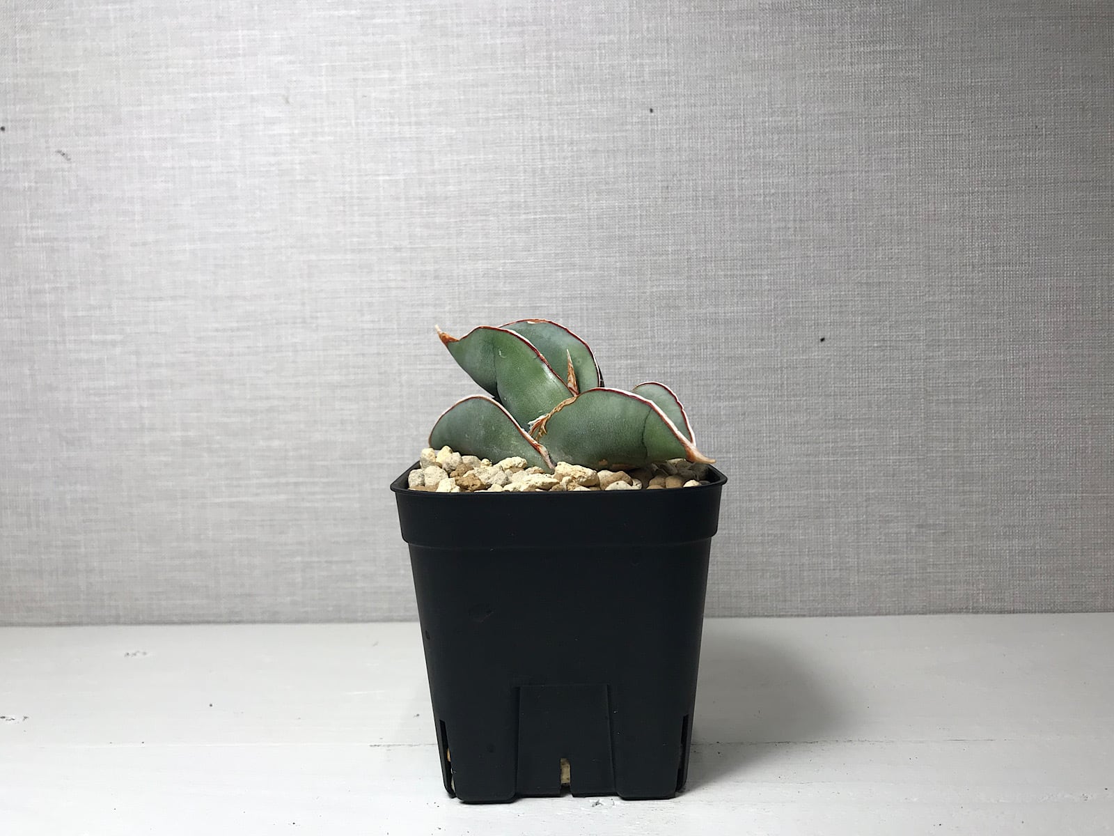 サンセベリア エーレンベルギー バナナ