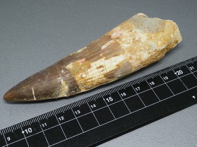 スピノサウルスの歯【Spinosaurus aegyptiacus】【117 mm】【90 g】モロッコ王国産/化石/牙